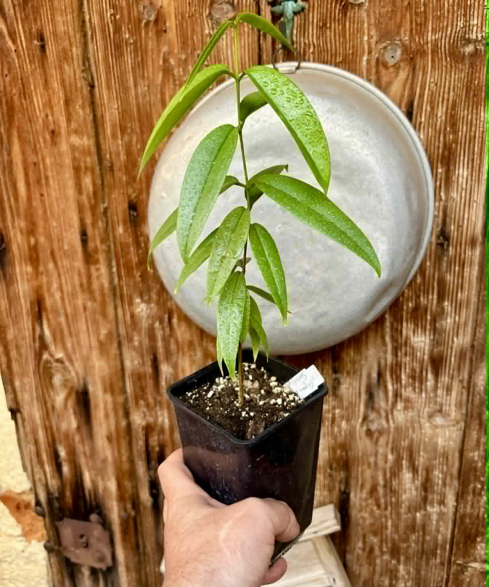 Eugenia bahiensis var. Sementes pintada  - 1 potted plant / 1 getopfte Pflanze