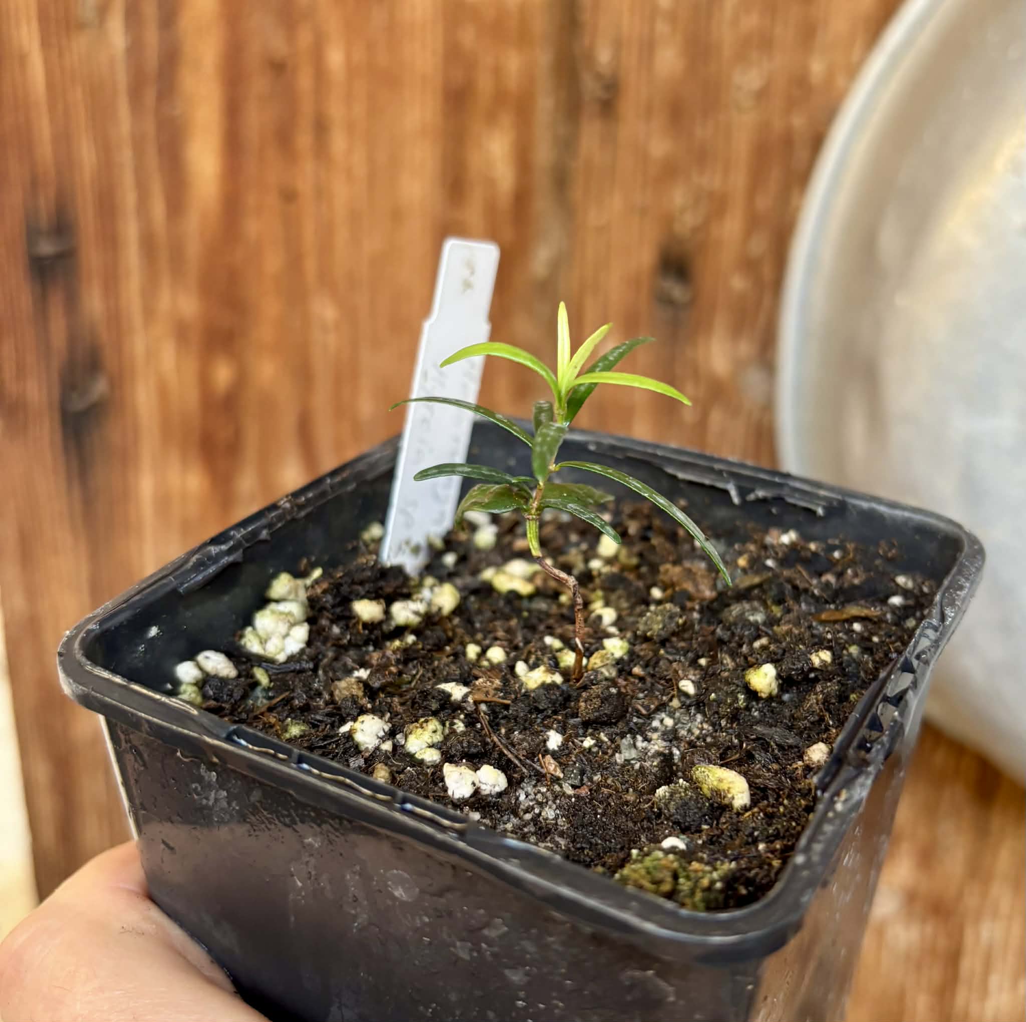 Mapirunga (Myrcia sp.)  - 1 small potted seedling / 1 kleiner, getopfter Sämling