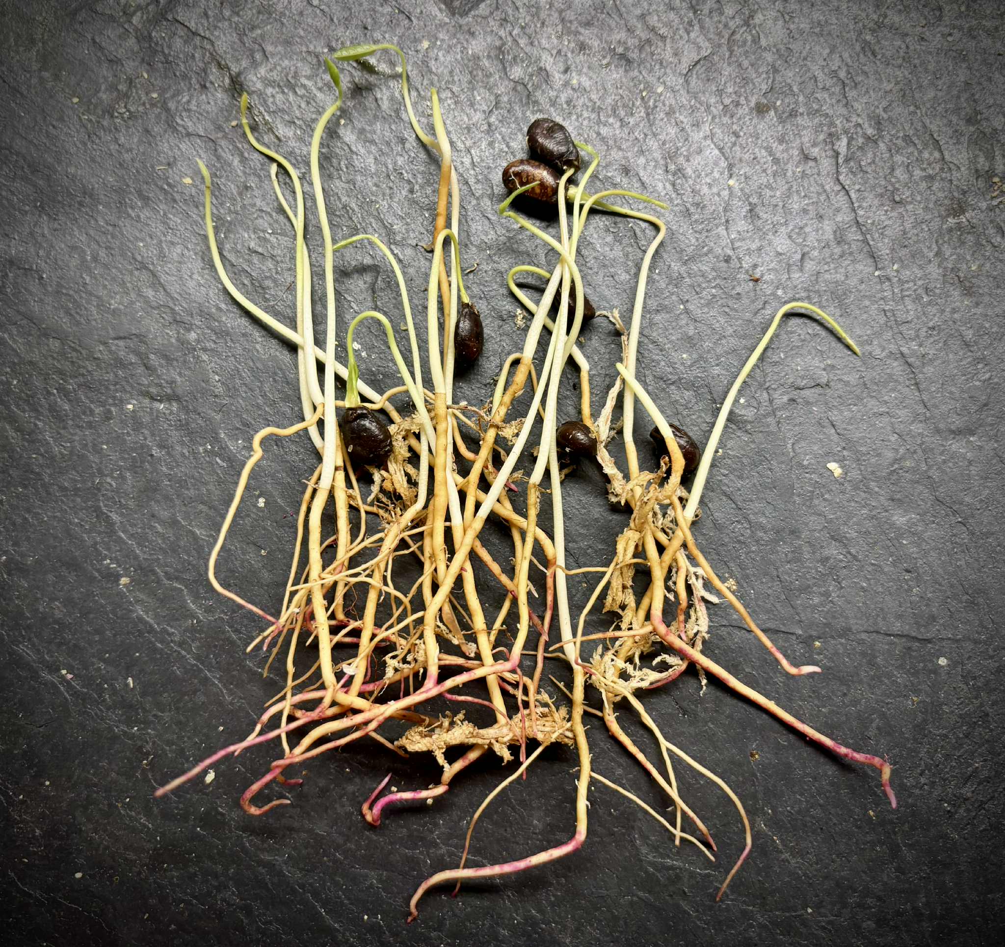 Uvaria hirsuta -  1 germinated seed / 1 gekeimter Samen