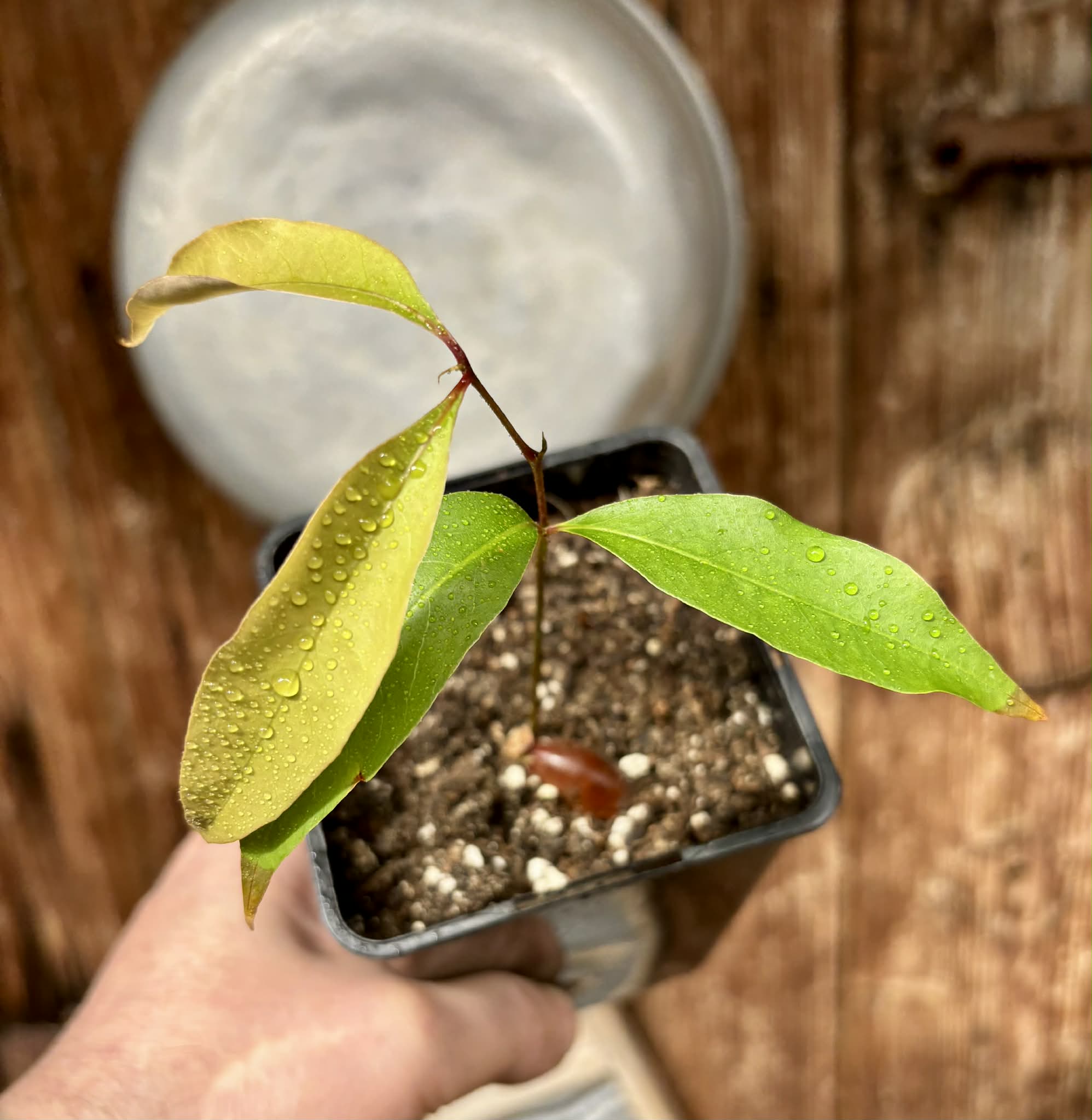 Litchi chinensis - var. Fei Zi Xiao (Litchi chinensis) - 1 potted seedling / 1 getopfter Sämling 