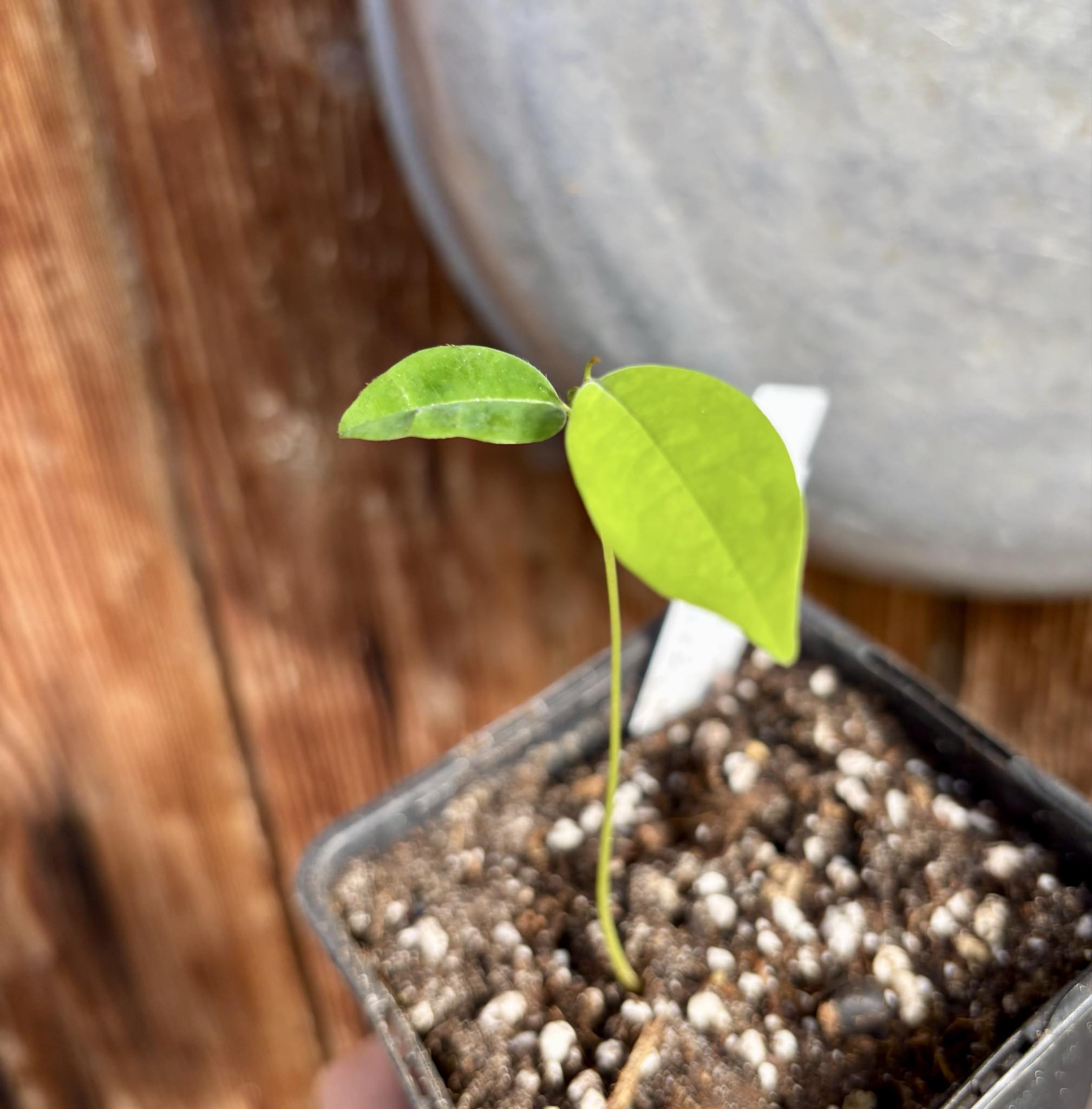 Xylopia ochrantha - 1 small potted seedling / 1 kleiner, getopfter Sämling