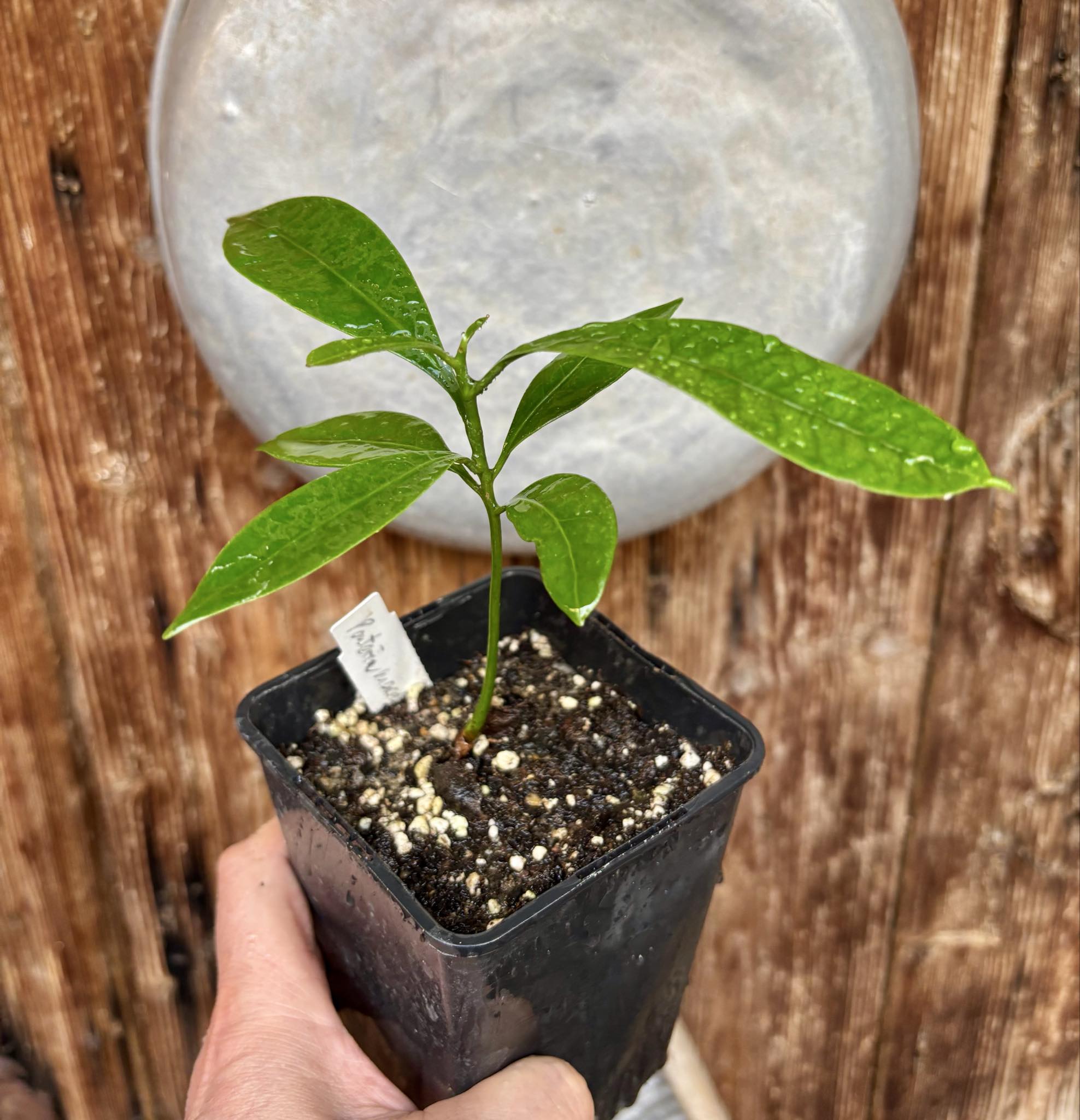 Pouteria macahensis - 1 potted seedling / 1 getopfter Sämling