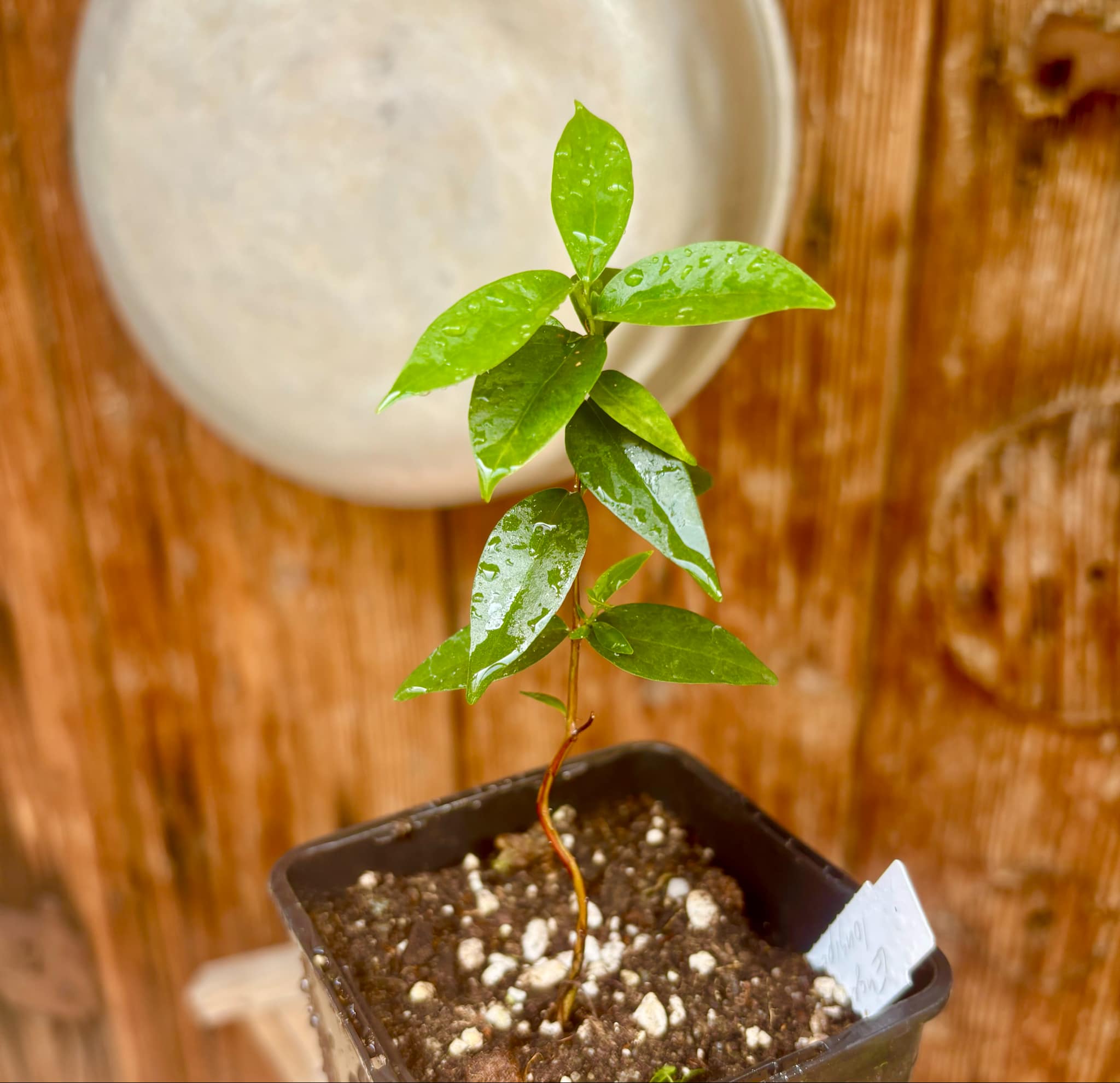 Eugenia longipedunculata - 1 potted plant / 1 getopfte Pflanze