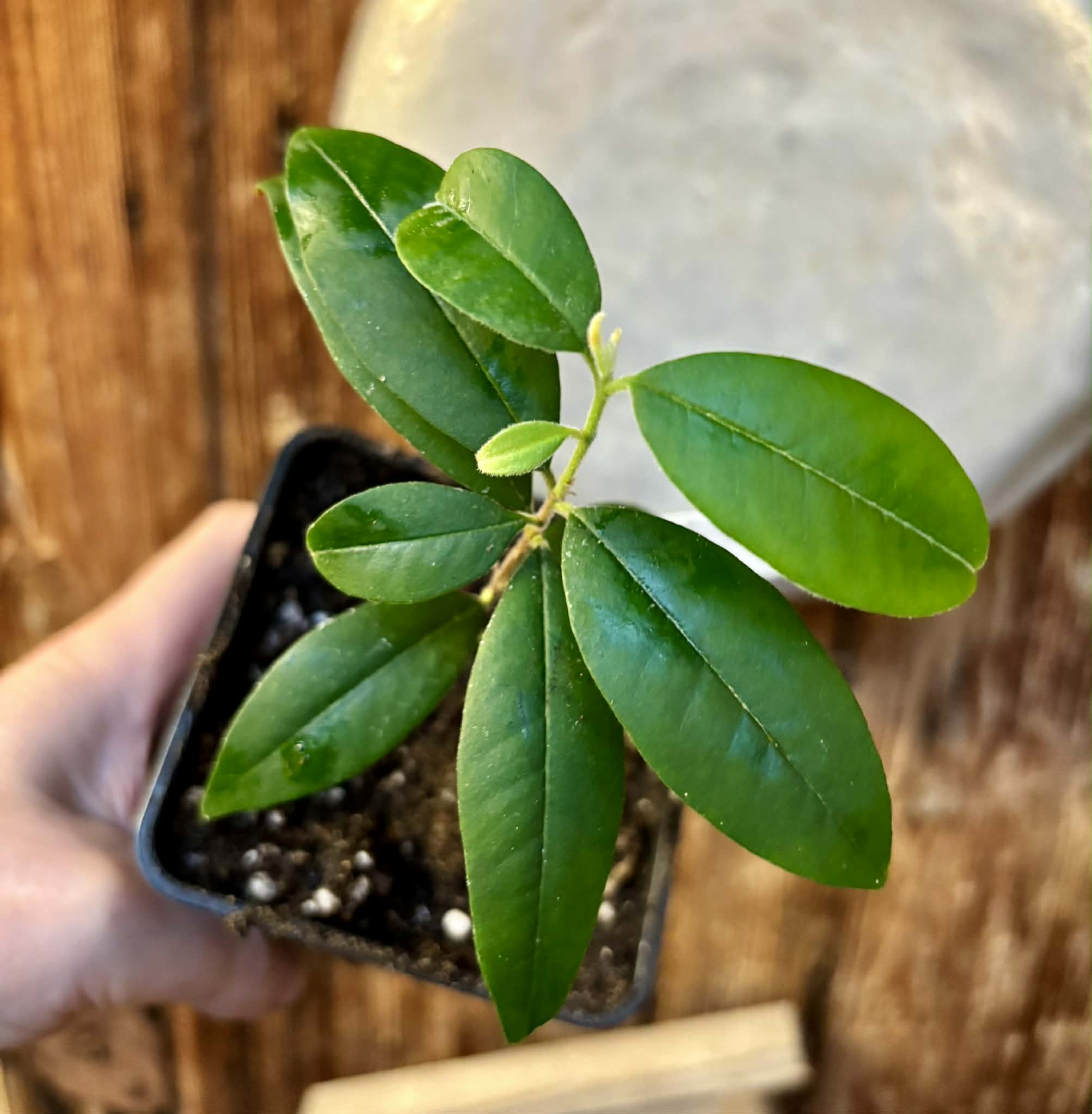 Eugenia oblongata - 1 potted plant / 1 getopfte Pflanze