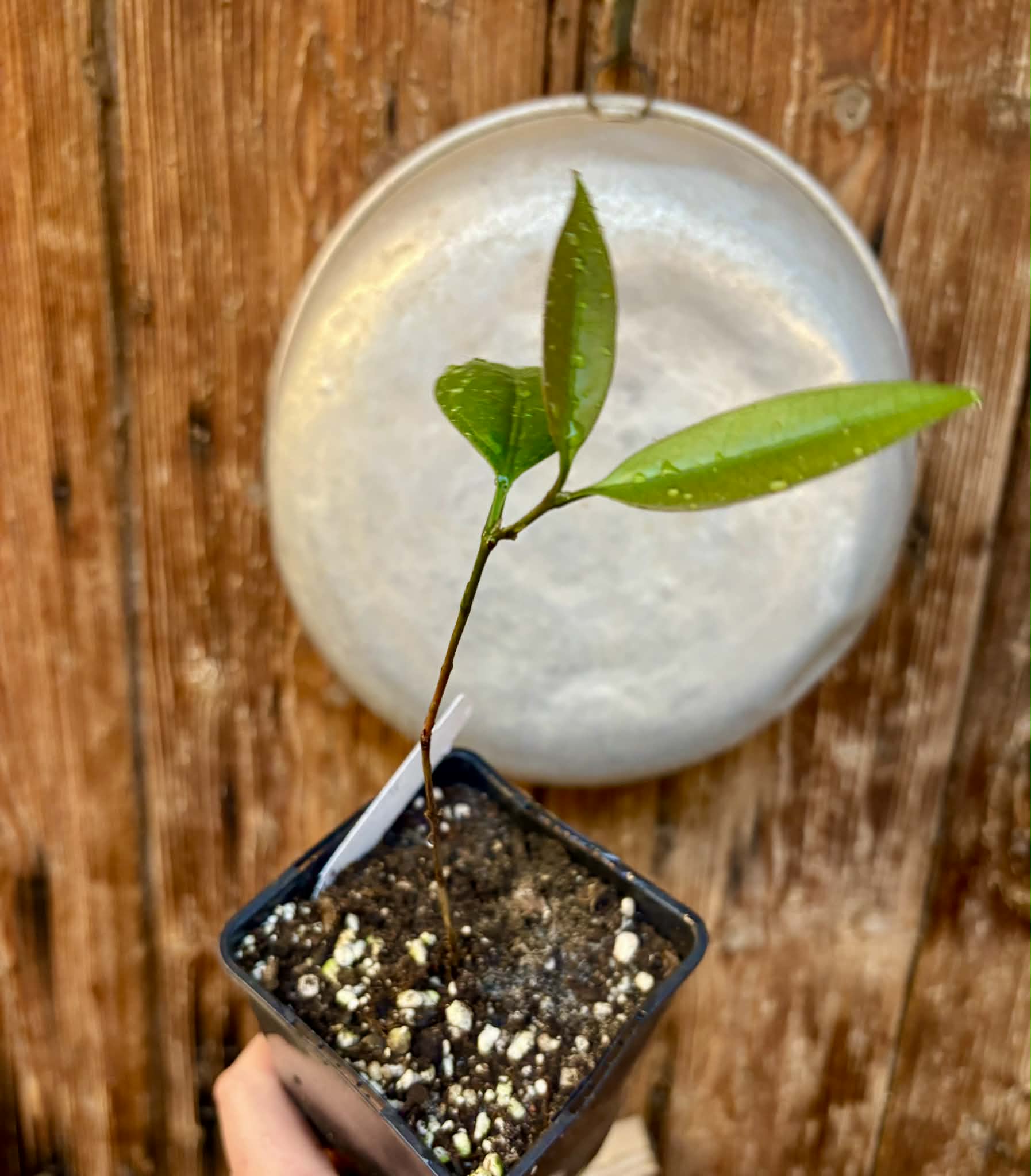 Eugenia sp Abacate -  1 potted seedling / 1 getopfter Sämling