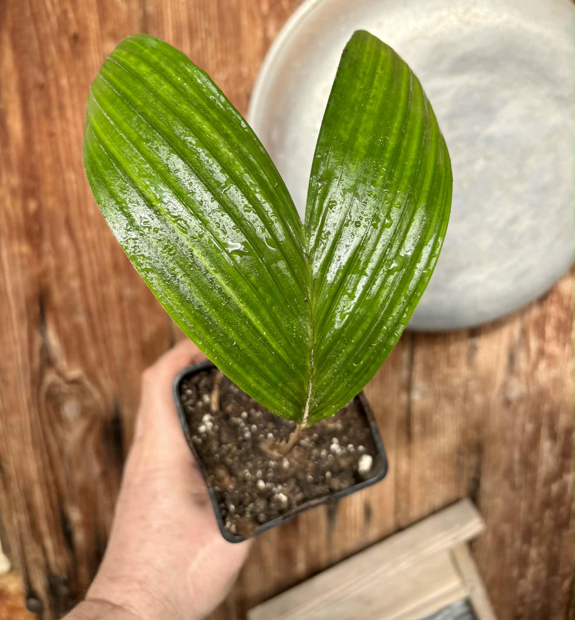 Salak (Salacca zalacca) -  1 potted seedling / 1 getopfter Sämling