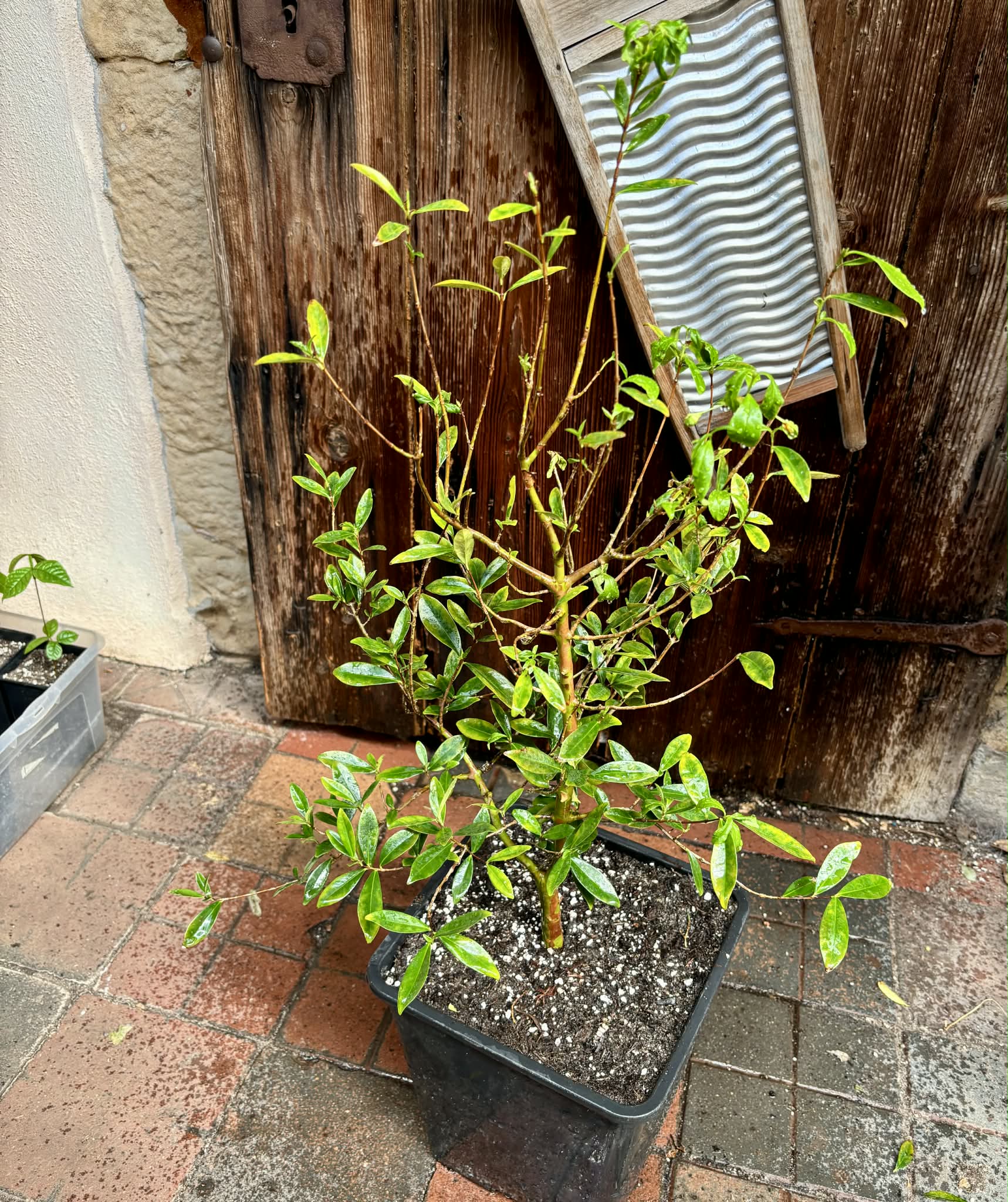 with flowers - 5 years old - Cherry of Rio Grande (Eugenia involucrata) - 1 potted plant / 1 getopfte Pflanze