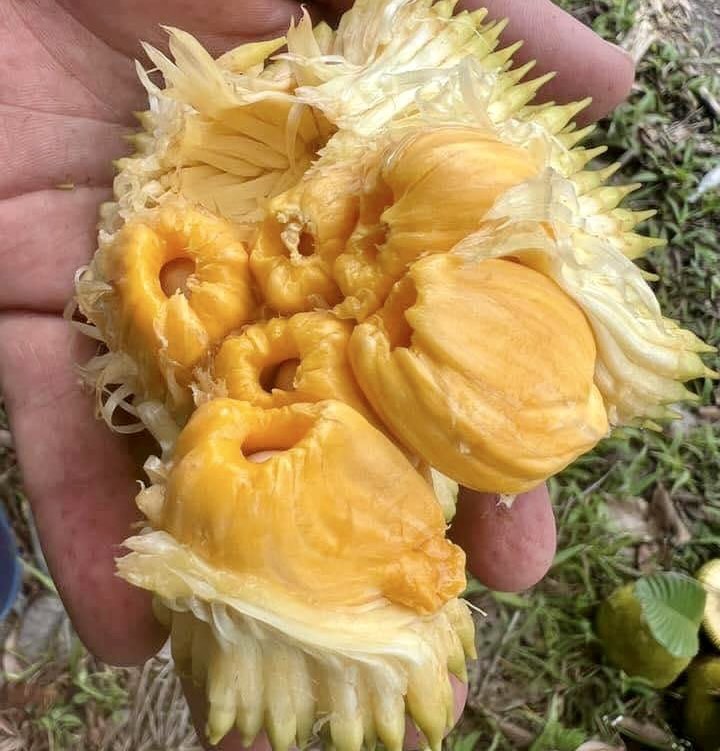 Artocarpus rigidus  -  1 fresh seed / 1 frischer Samen