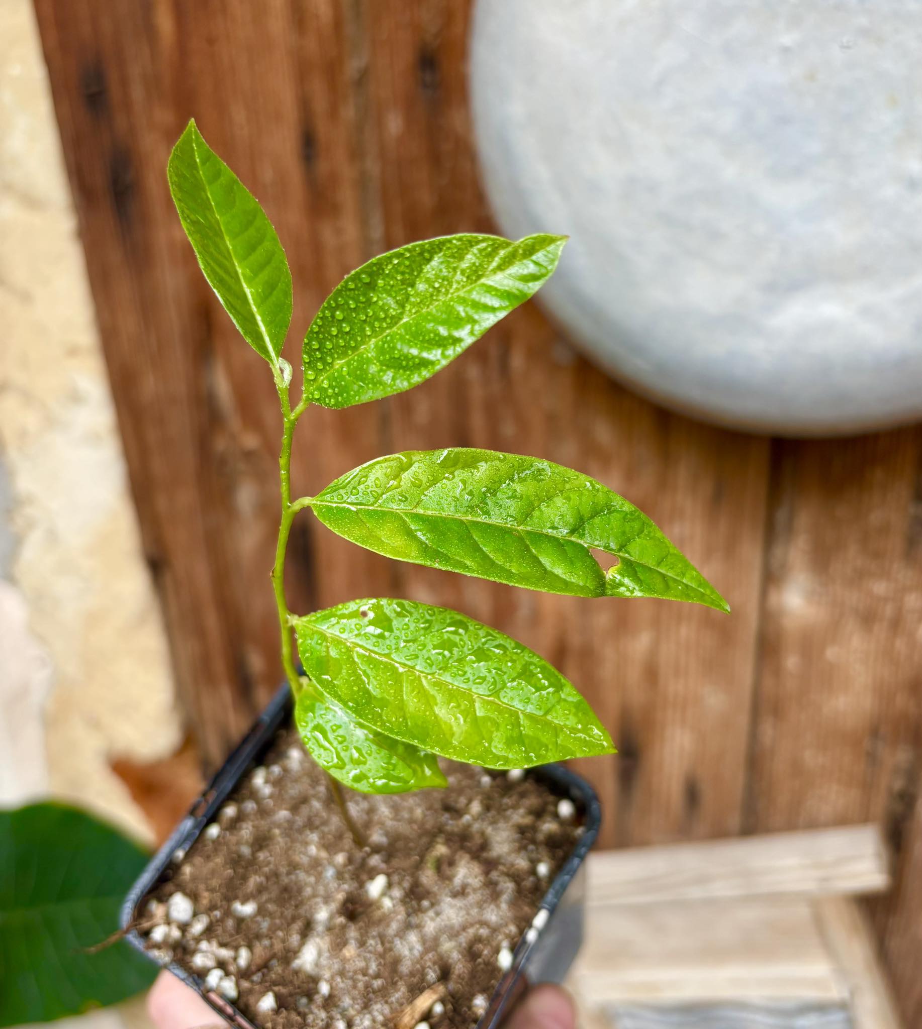 Annona reticulata big pink-red variety - 1 potted plant / 1 getopfte Pflanze