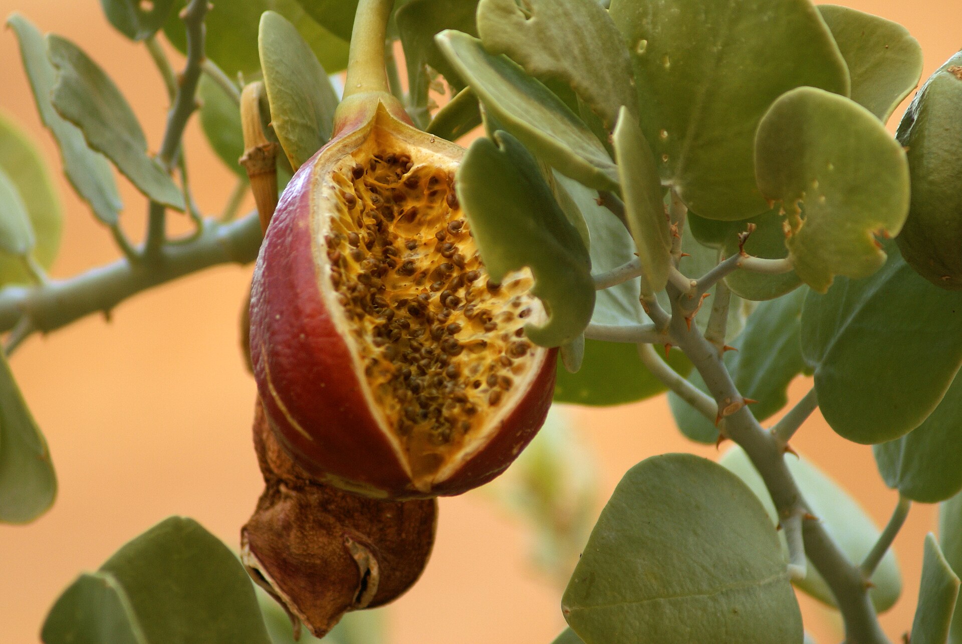 Capparis spinosa var. inermis - 1 potted plant / 1 getopfte Pflanze