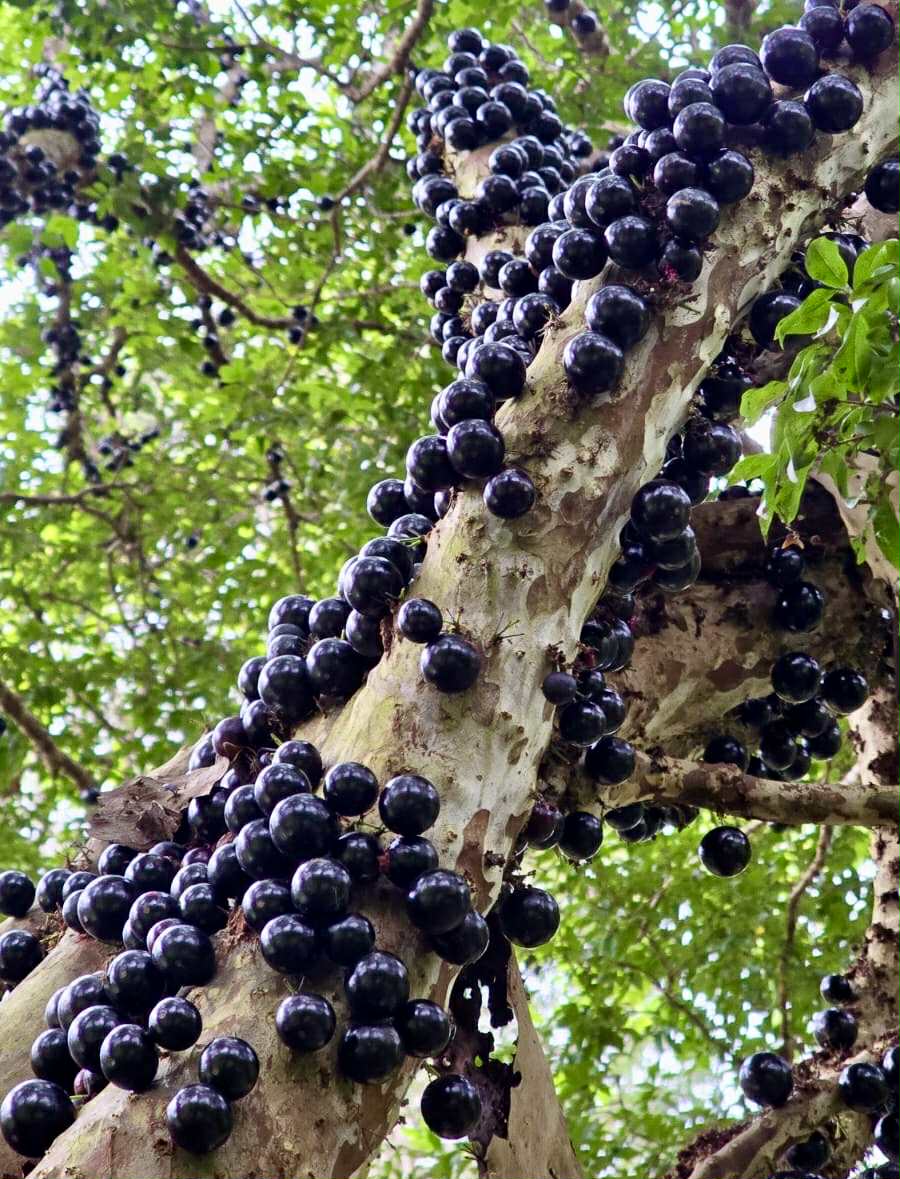 Plinia sp. do Frade - 1 fresh seed / 1 frischer Samen