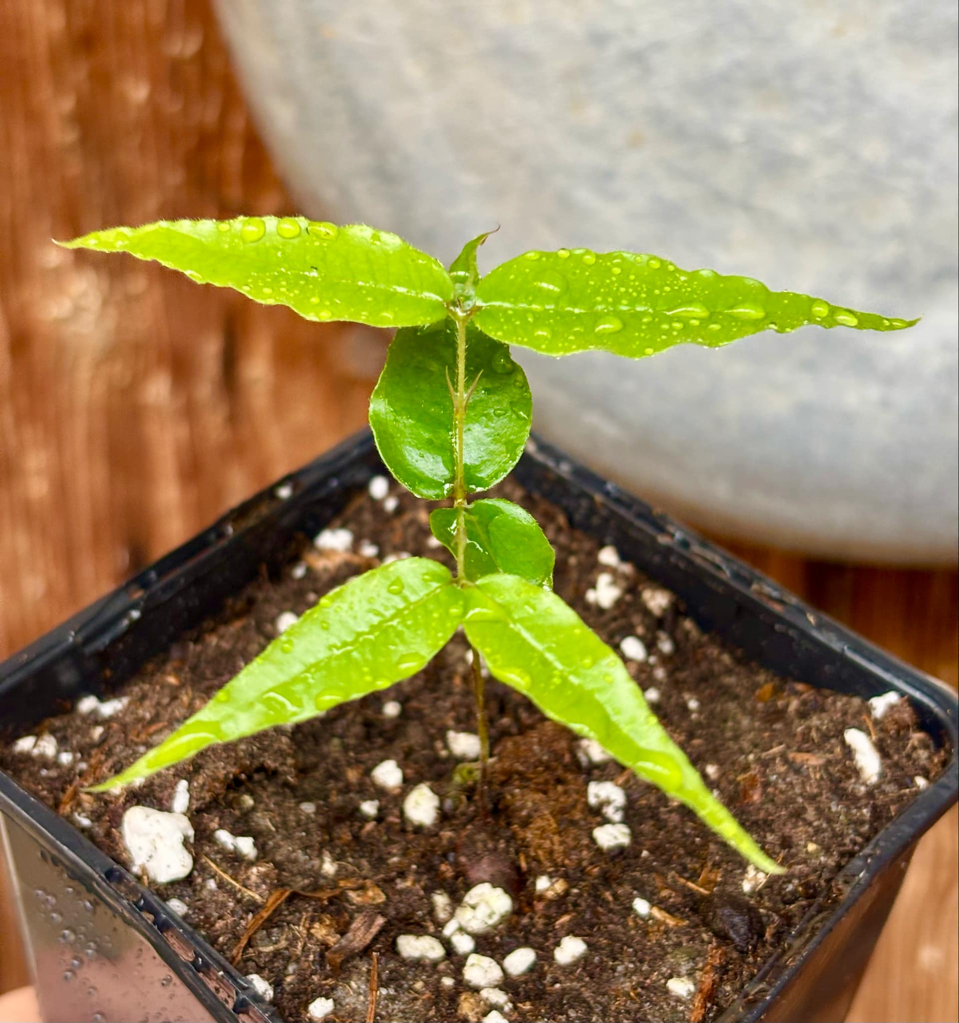 Plinia sp Dandara -  1 small potted seedling / 1 kleiner, getopfter Sämling