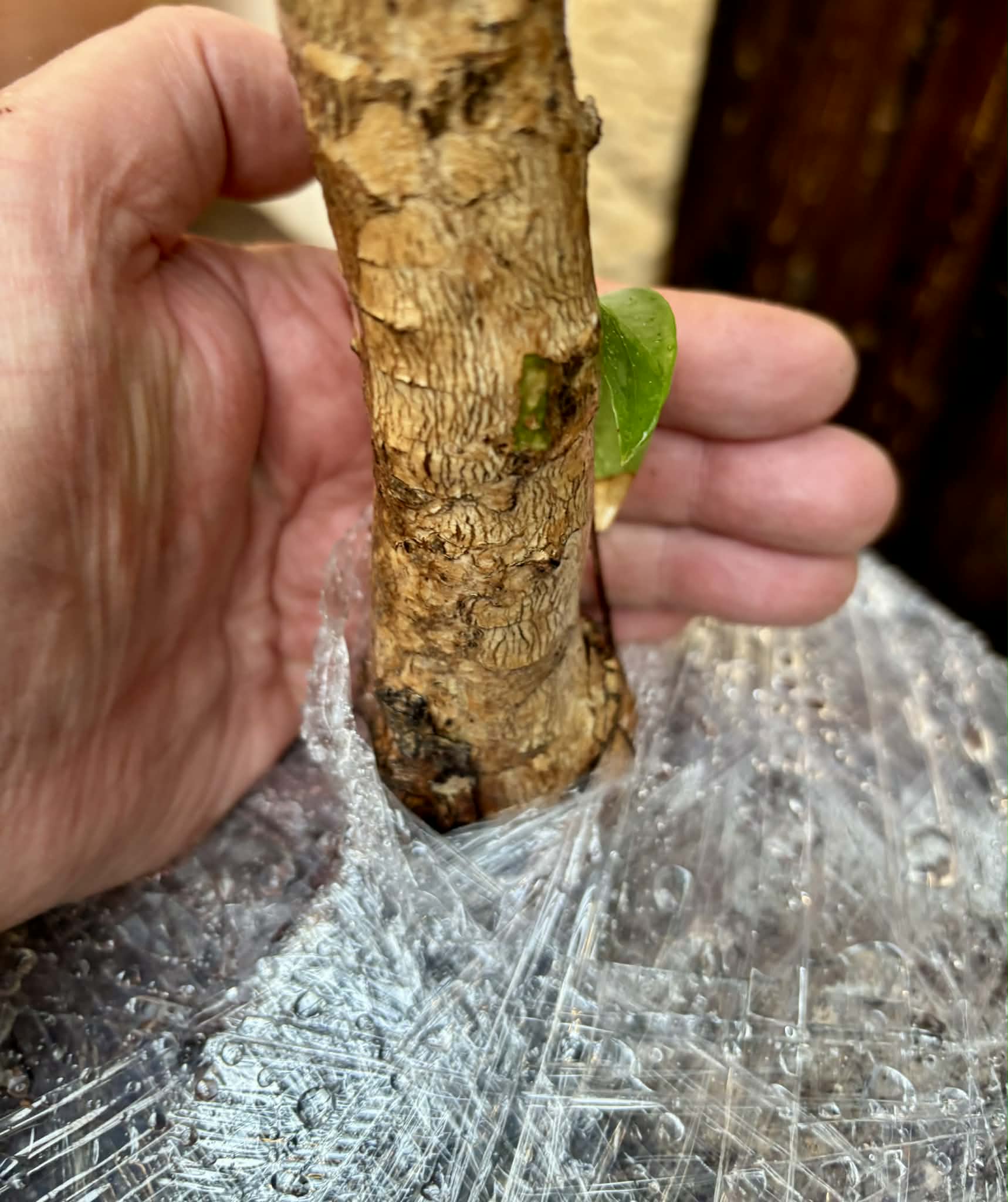 10 years old - many fruits every year - Eugenia uniflora var. Tutti Colore  - 1 plant / 1 Pflanze