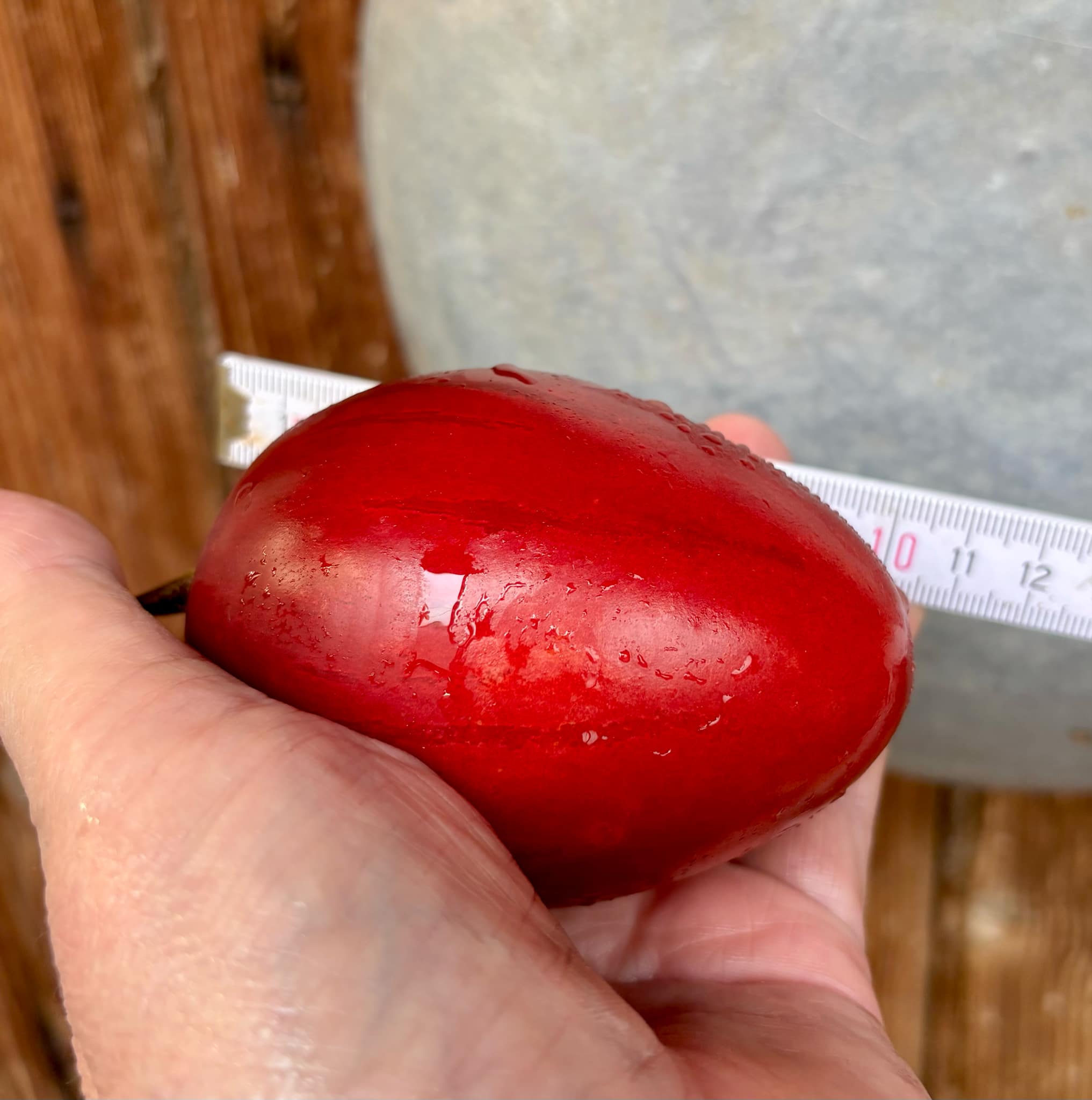 Tamarillo var. BIG (Solanum betaceum) - 10 fresh seeds / 10 frische Samen