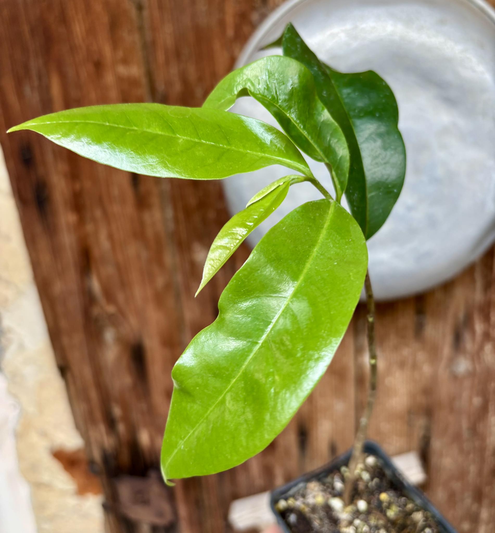 Annona muricata - Soursop / Stachelannone fiberless - 1 potted plant / 1 getopfte Pflanze