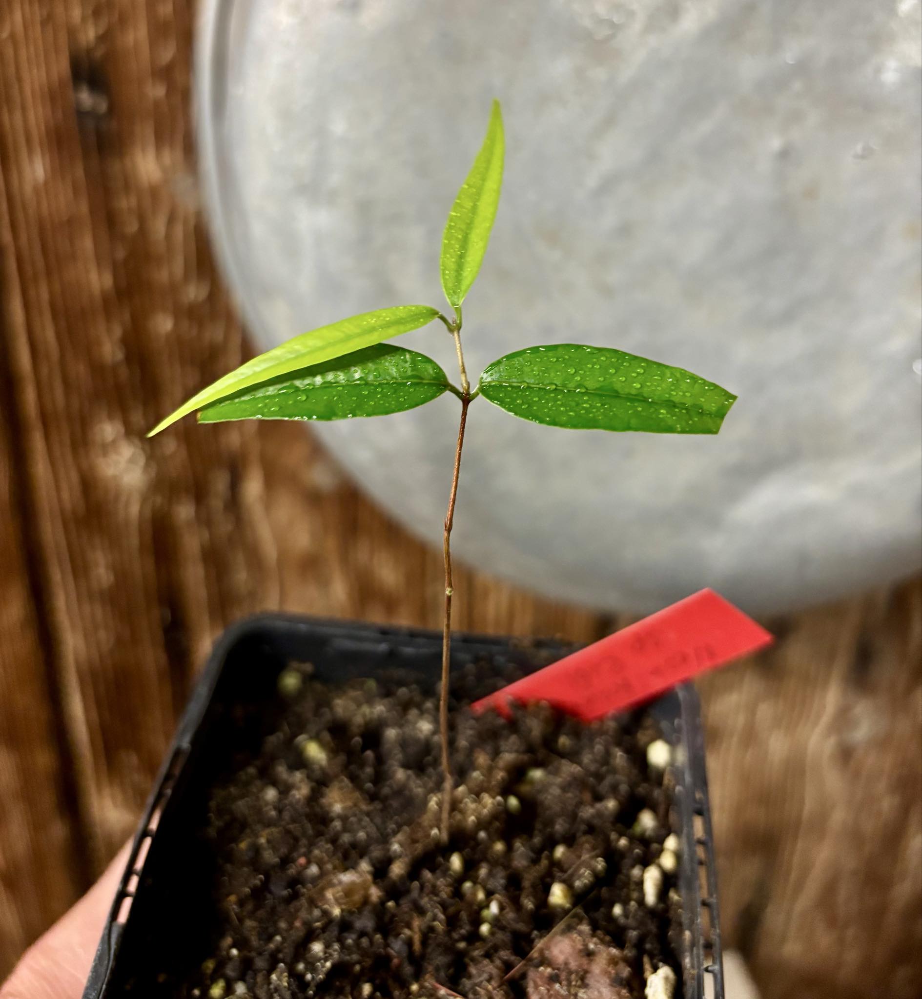 Neomitranthes sp Rubi - 1 potted seedling / 1 getopfter Sämling