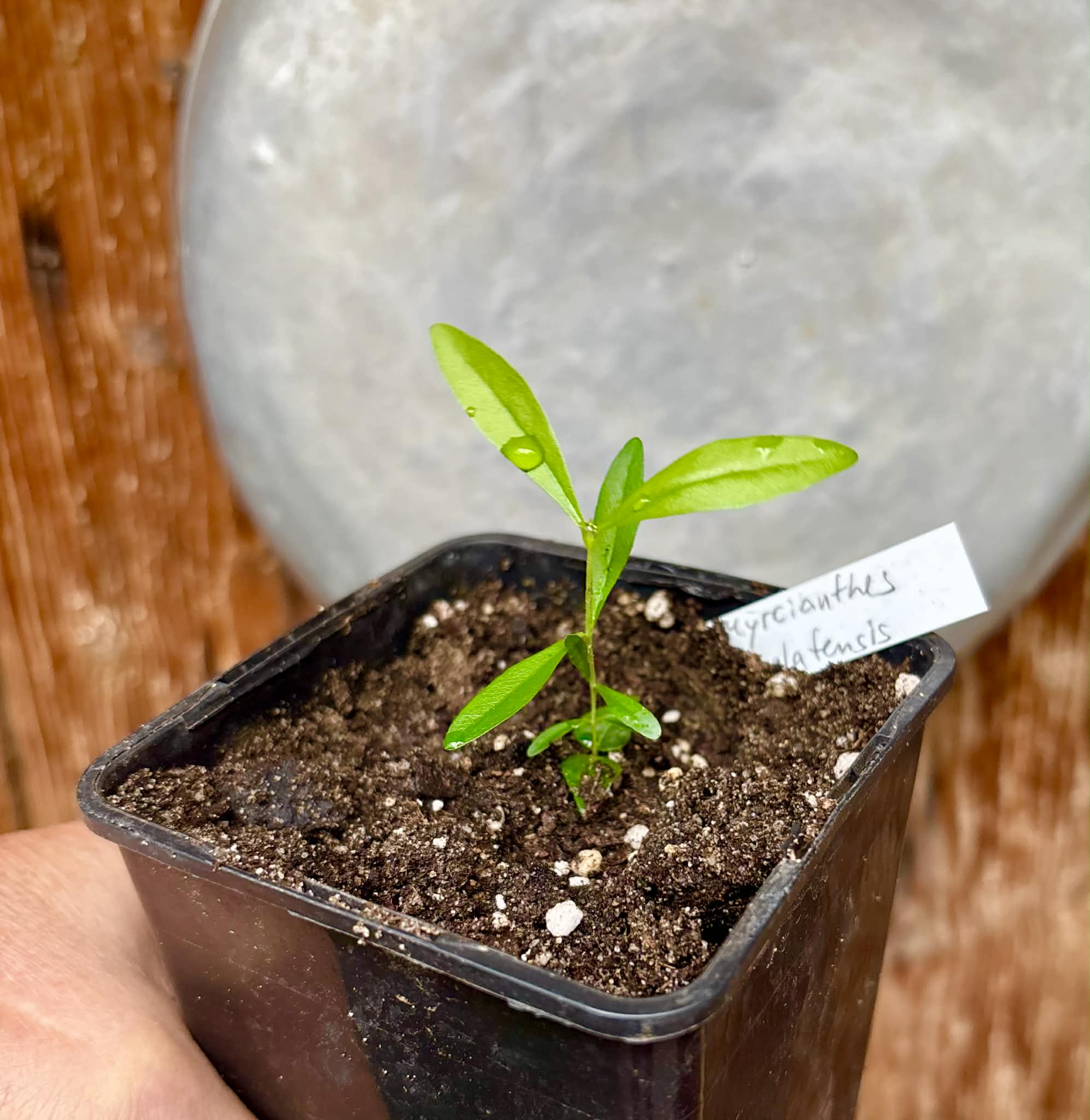 Guayabo Colorado (Myrcianthes cisplatensis) - 1 potted seedling / 1 getopfter Sämling