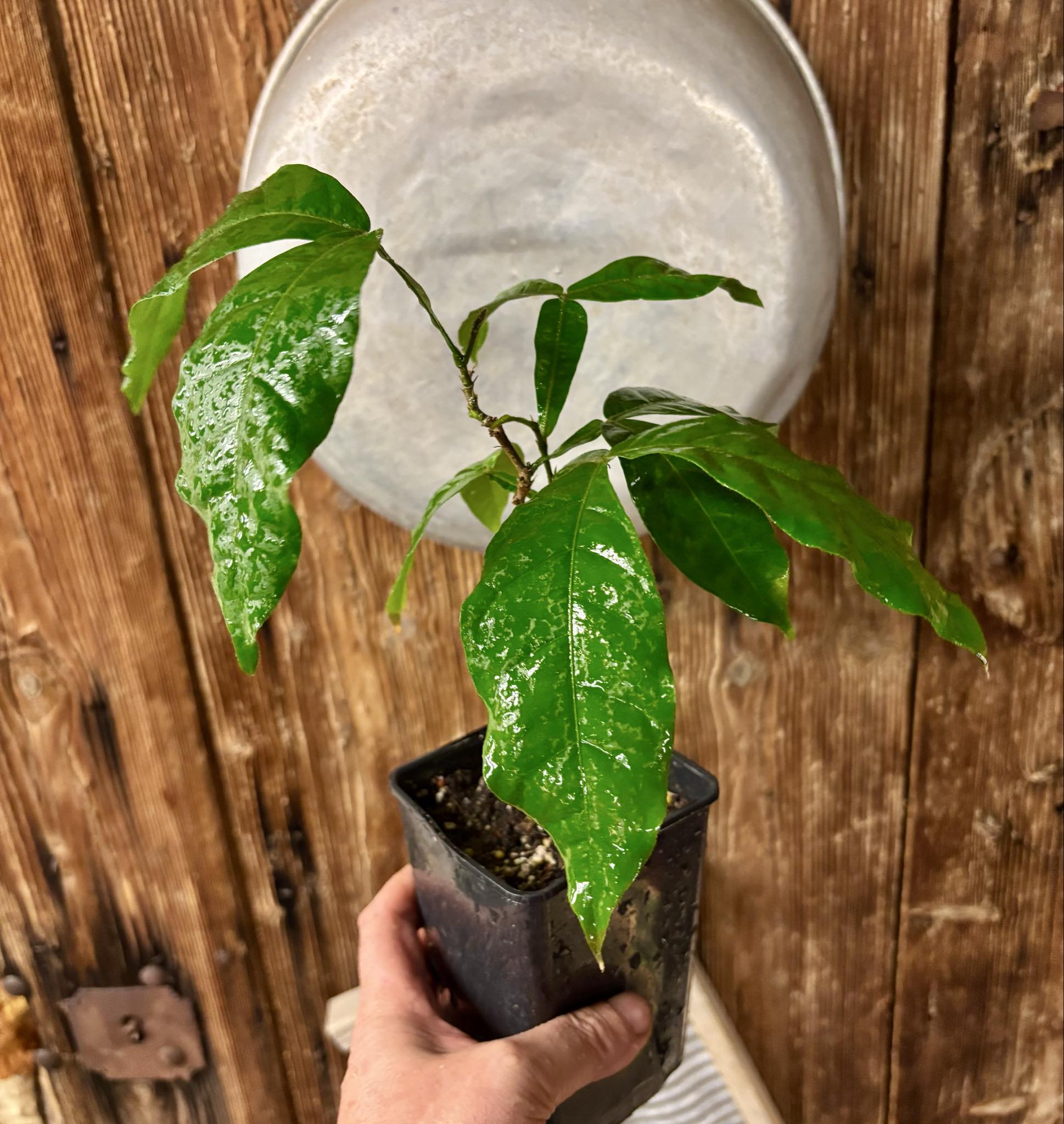 Inga feuilleei - Pacay Ice Cream Bean - 1 potted plant / 1 getopfte Pflanze