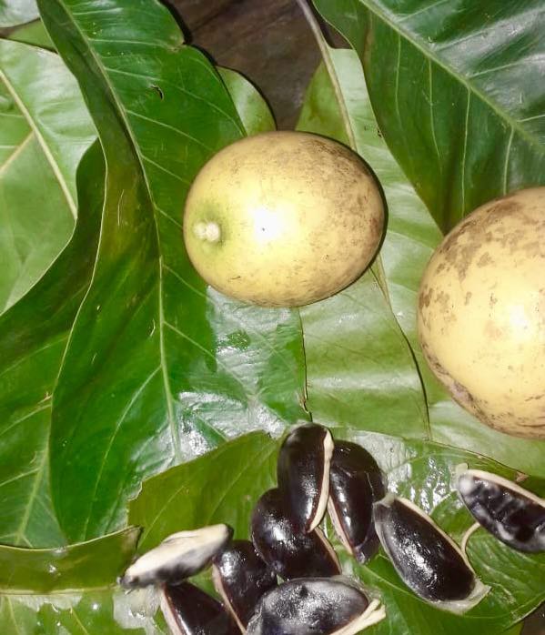 Chrysophyllum sp Abiu Rondonia - 1 fresh seed / 1 frischer Samen