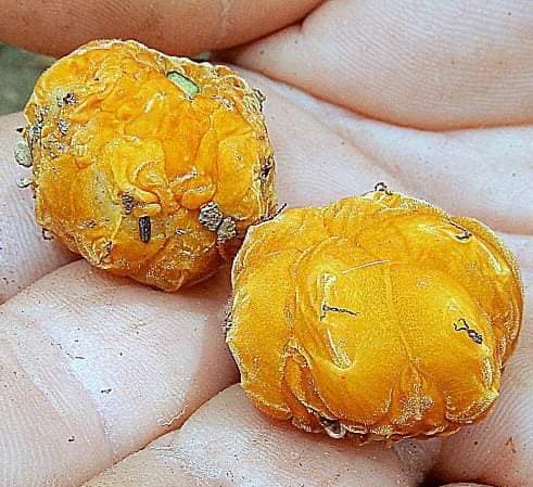 Wild Yellow Mulberry (Helicostylis tomentosa) - 1 fresh seed / 1 frischer Samen