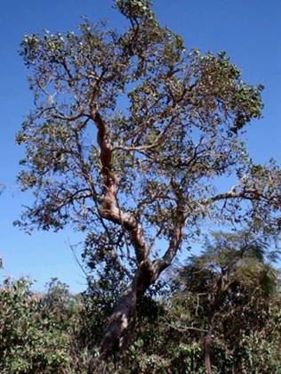 Strychnos pseudoquina - 1 fresh seed / 1 frischer Samen