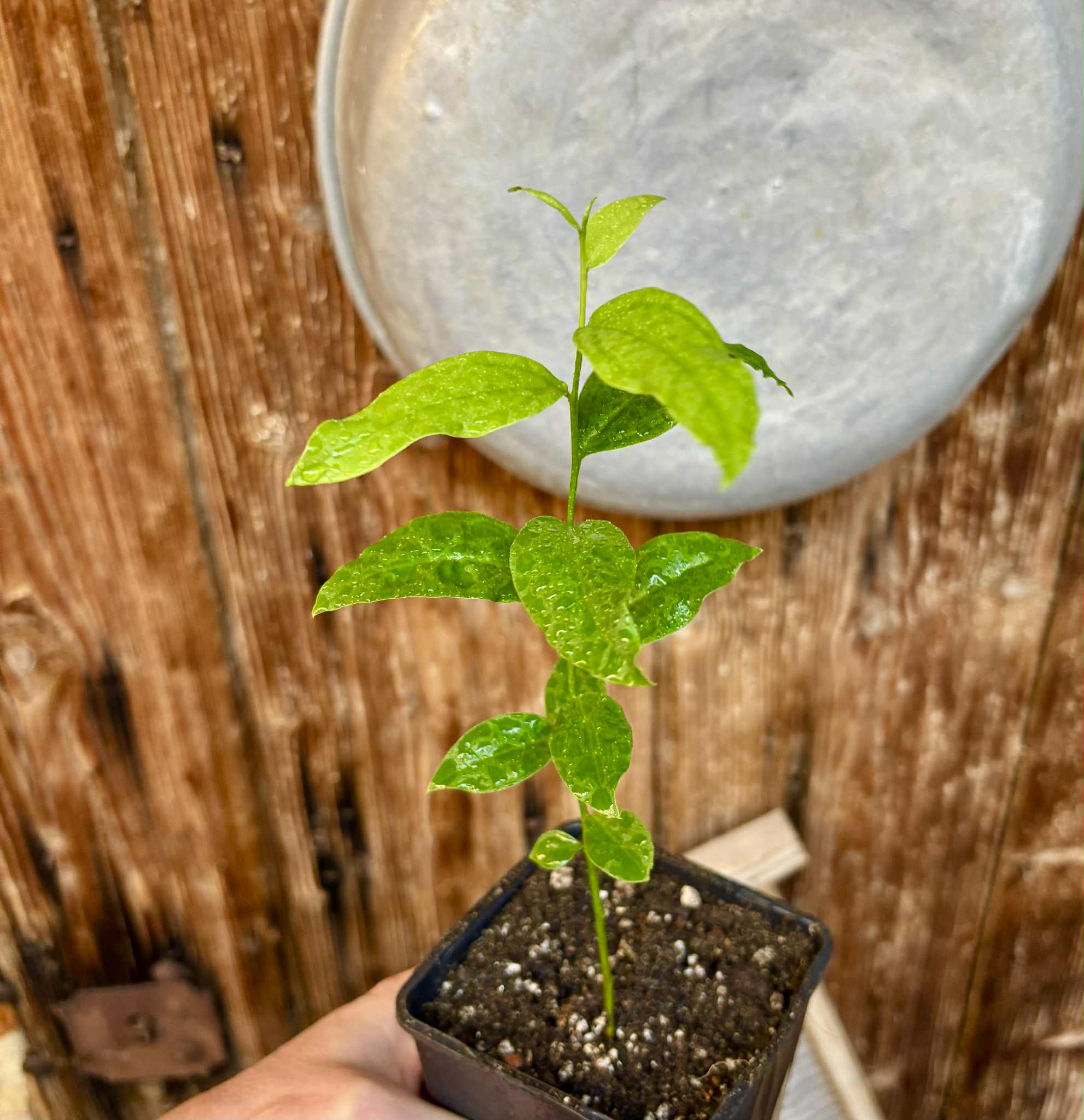 Ximenia americana - Ameixa da Caatinga - 1 potted seedling / 1 getopfter Sämling