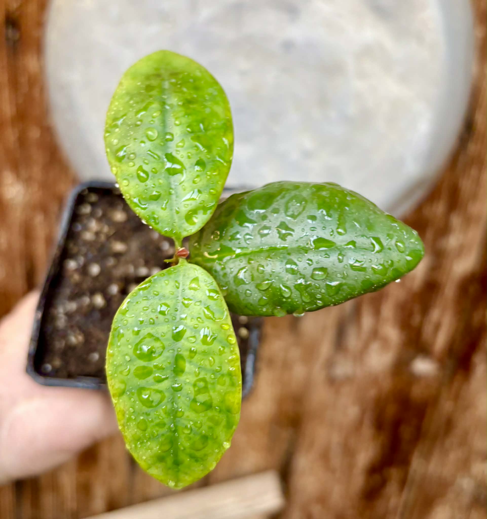 Eugenia itapemirimensis - 1 potted plant / 1 getopfte Pflanze