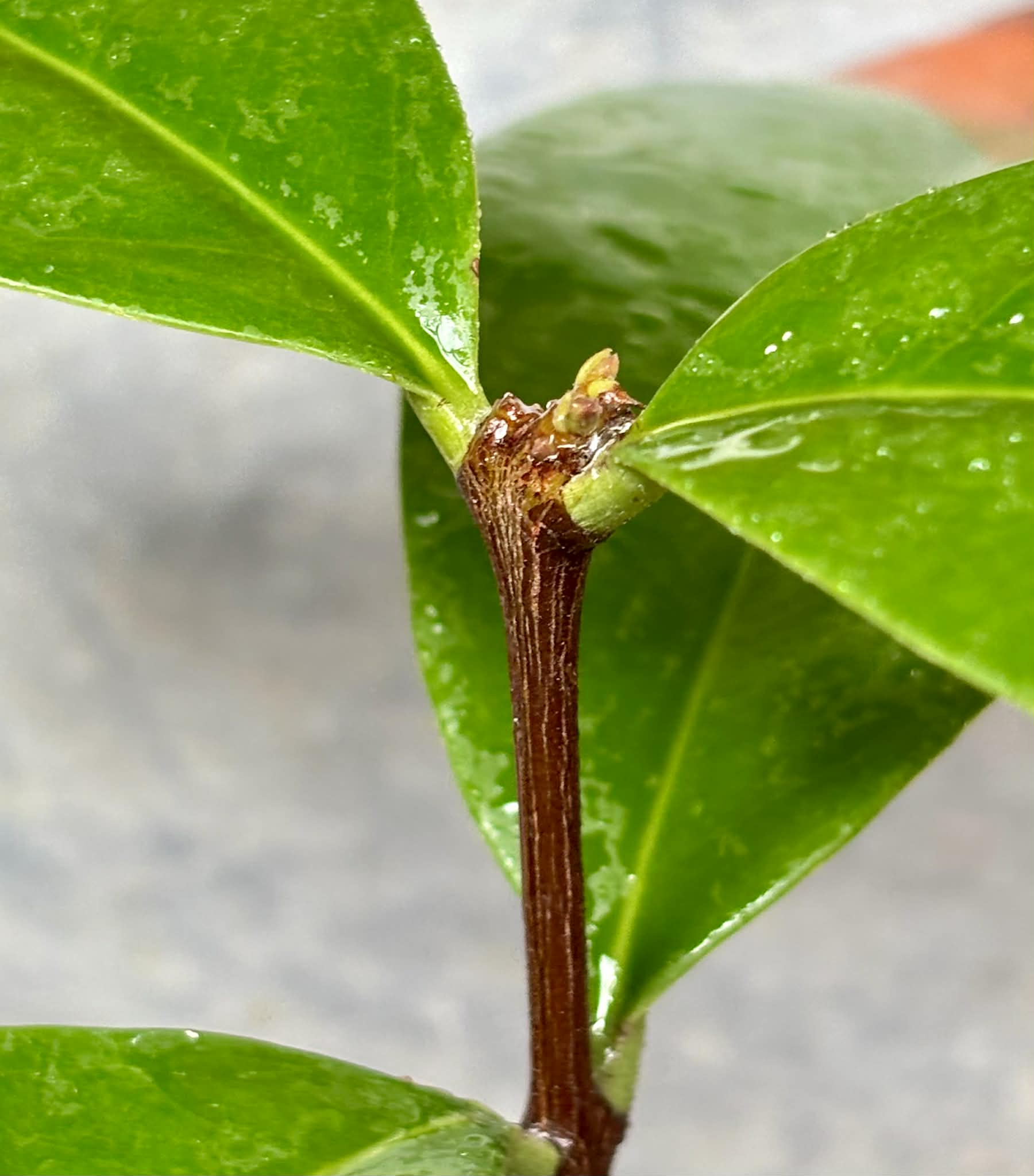 Eugenia sp BIG Eugenao Bolao -  1 potted plant / 1 getopfte Pflanze 