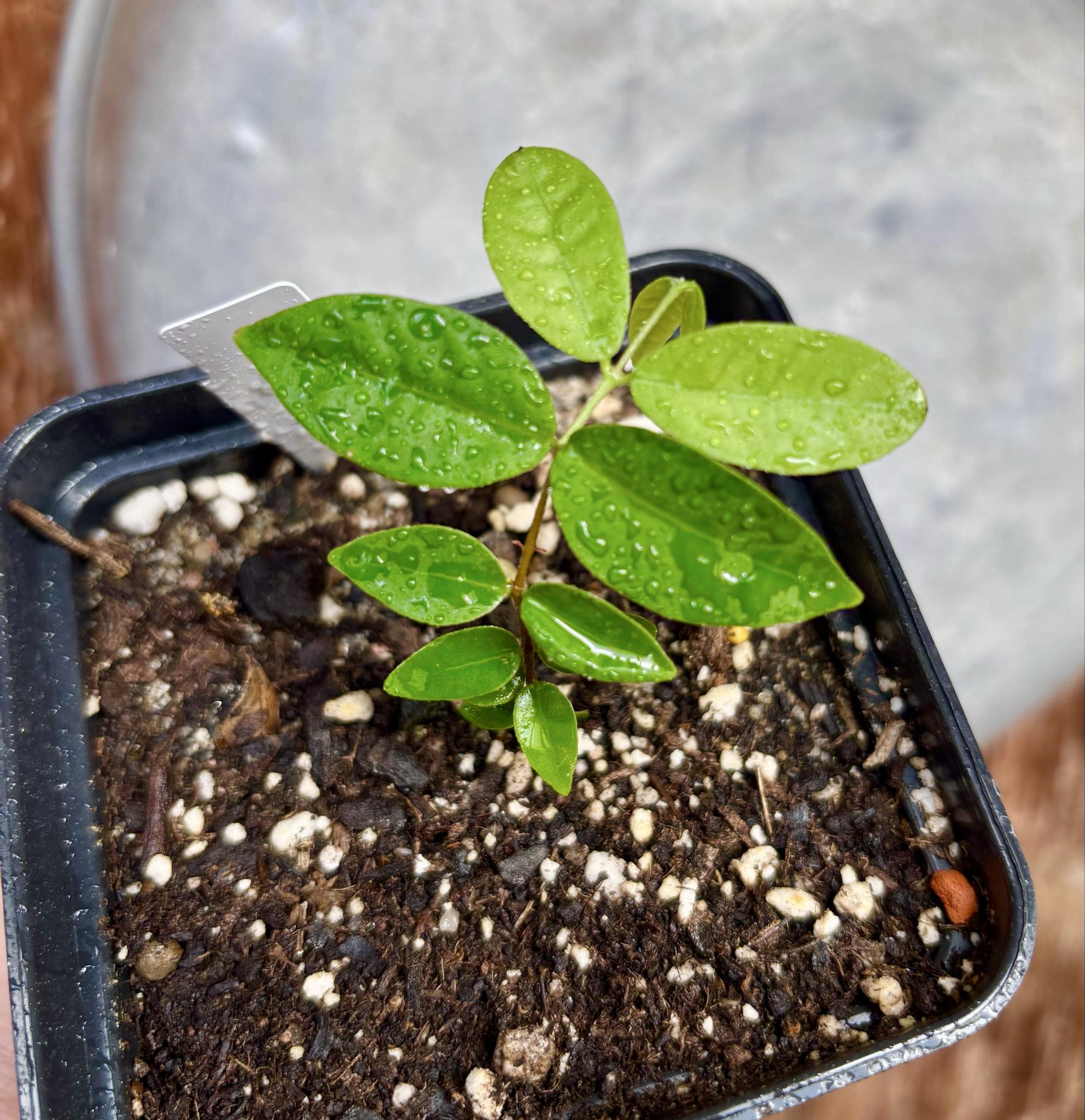 Eugenia hirta - 1 potted seedling/ 1 getopfter Sämling