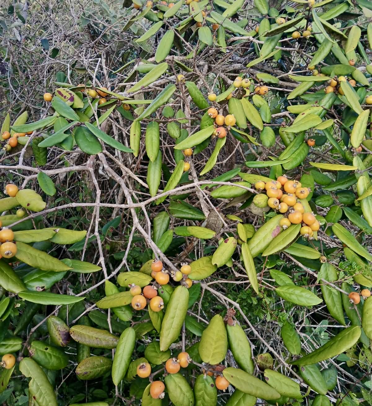 Pre Order - Eugenia sp Laranja Caetite -  1 fresh seed / 1 frischer Samen