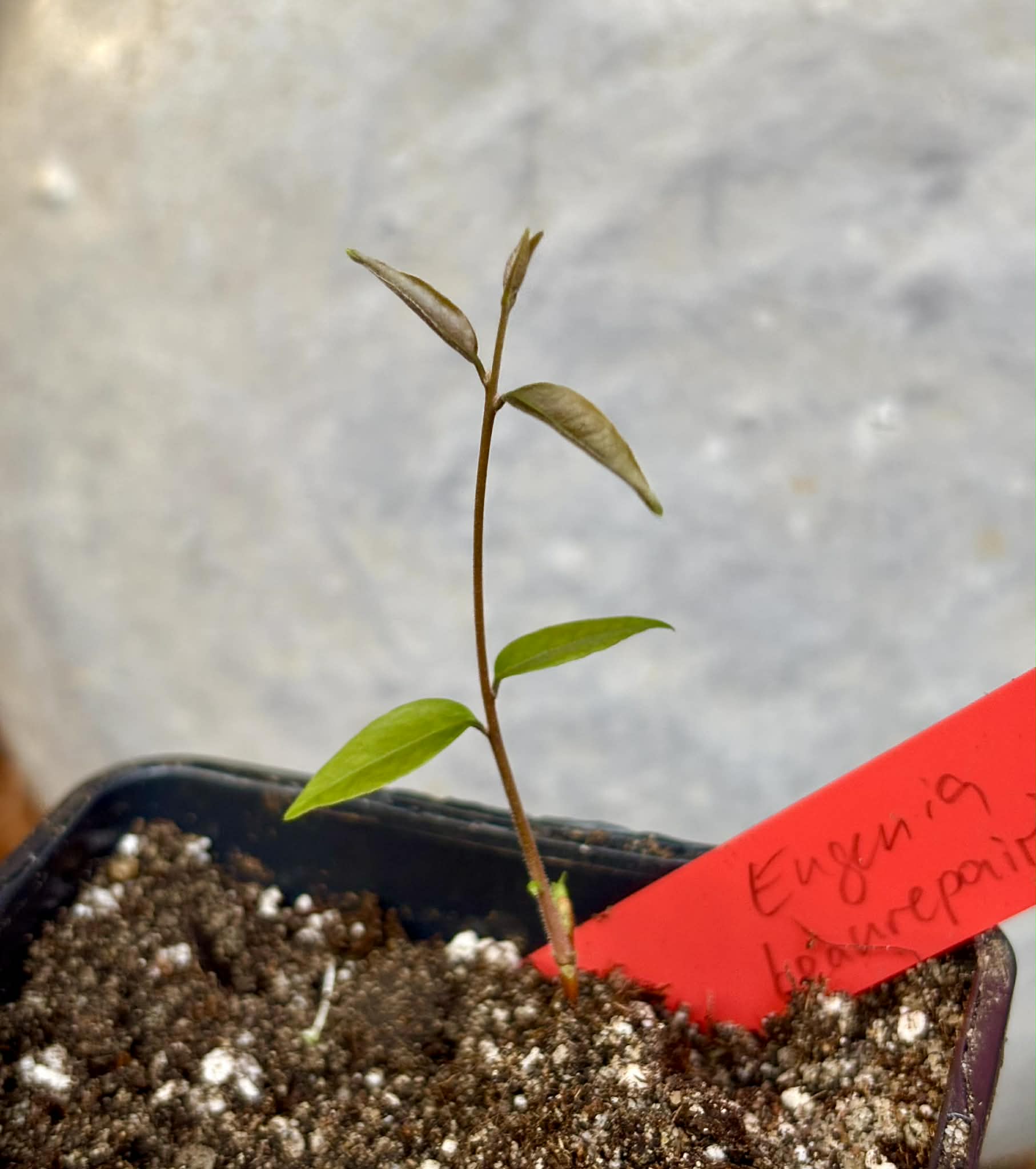 Uvaia do Visconde (Eugenia beaurepairiana) - potted seedling / 1 getopfter Sämling