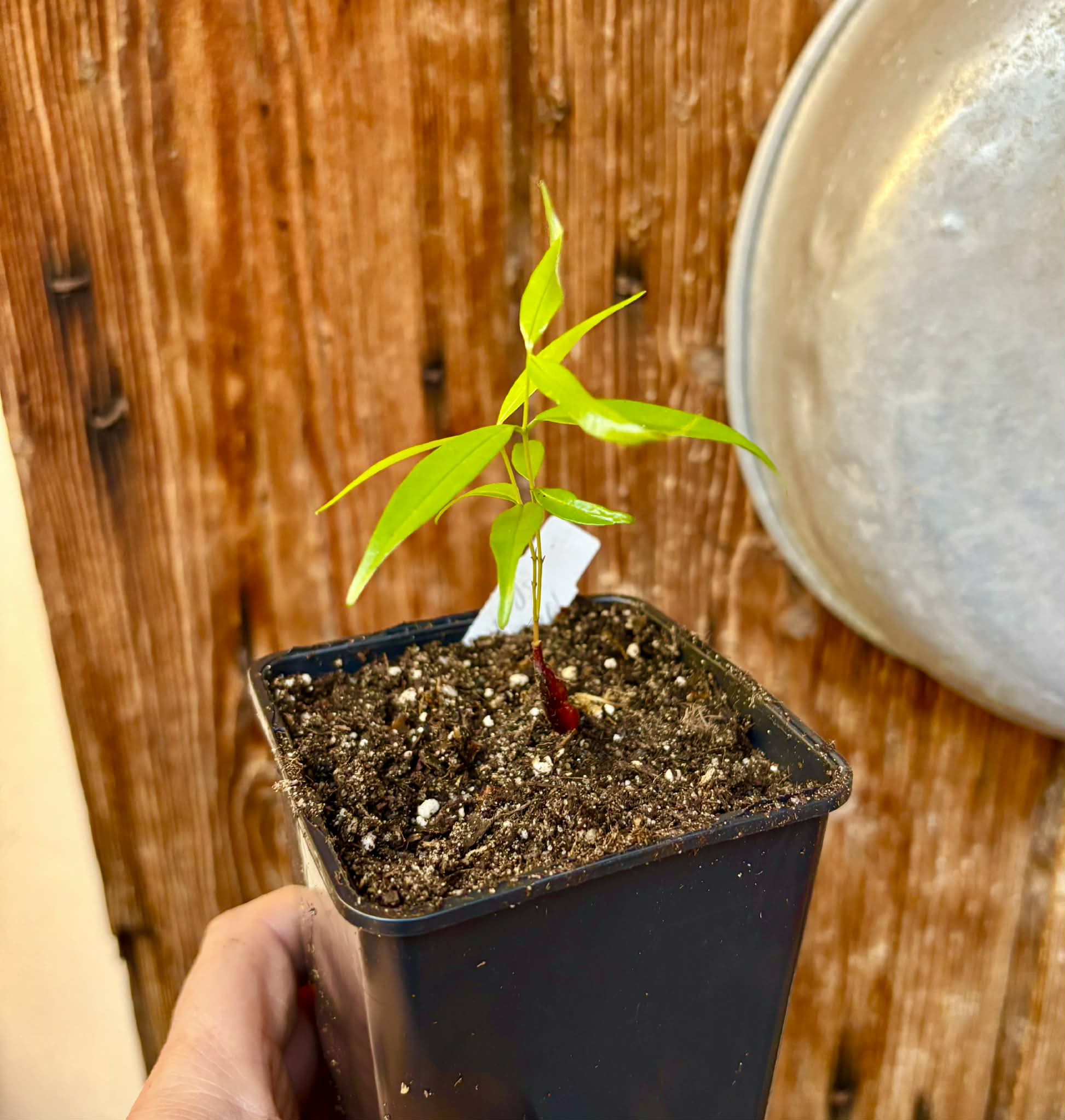 only 1 available - Neomitranthes sp Hortelo Tijuípe - 1 potted seedling / 1 getopfter Sämling