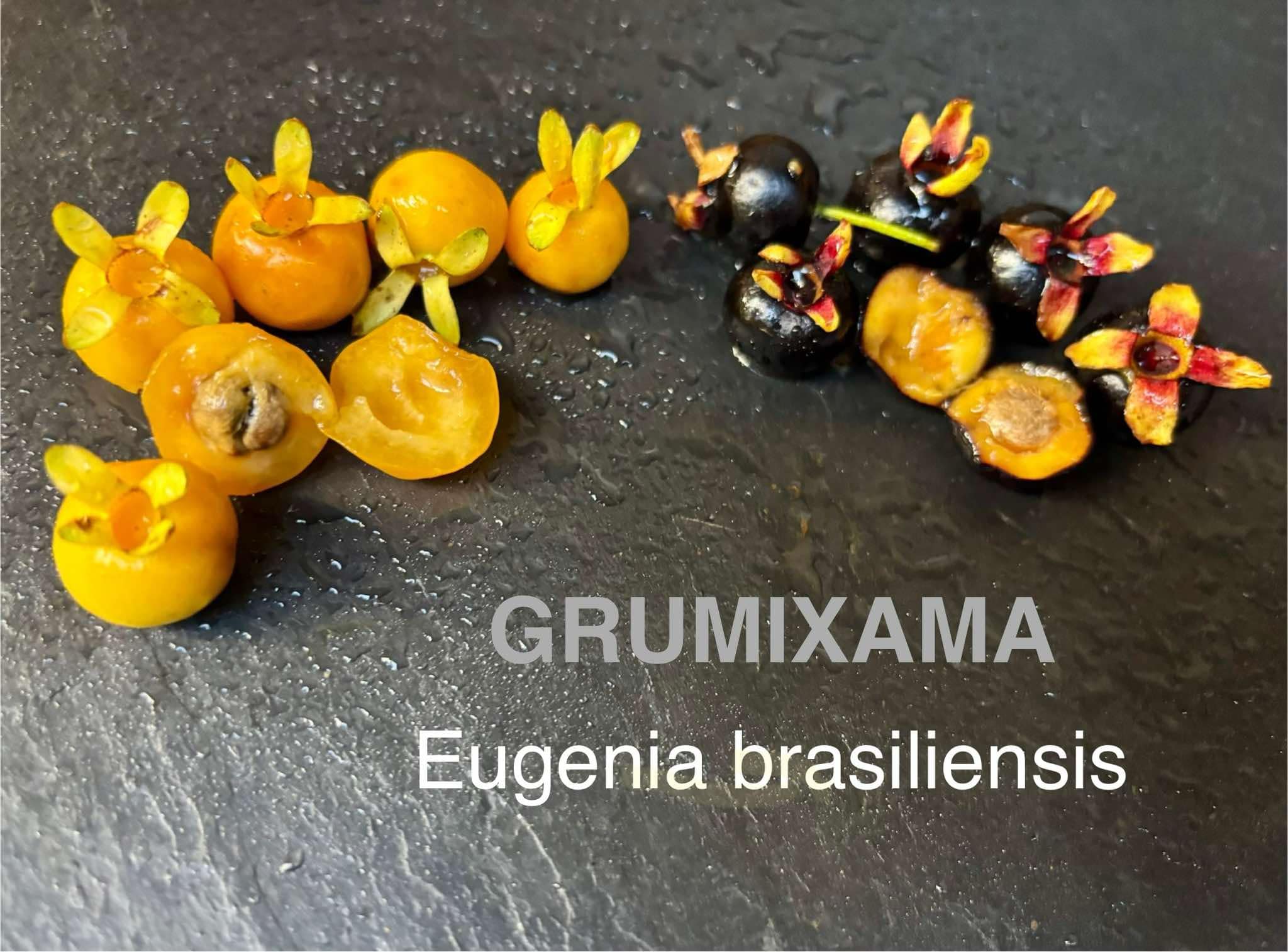 Yellow Grumixama (Eugenia brasiliensis var. leucocarpa) - 1 fresh seed / 1 frischer Samen