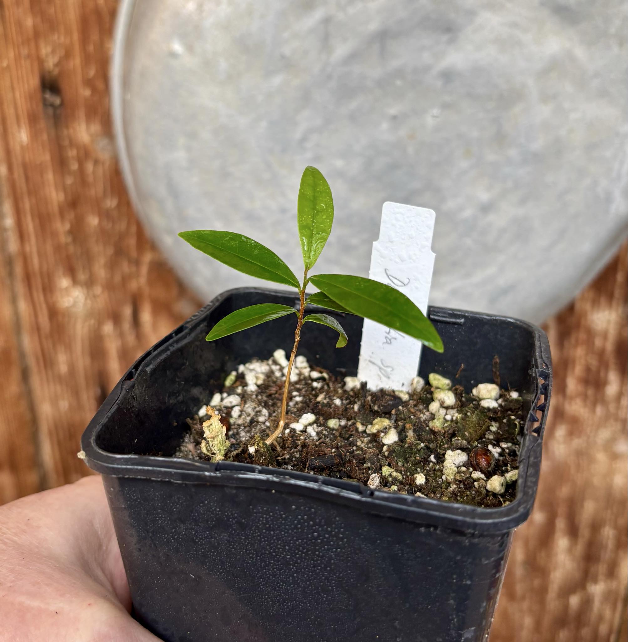 Duguetia sp Ceara - 1 potted seedling / 1 getopfter Sämling
