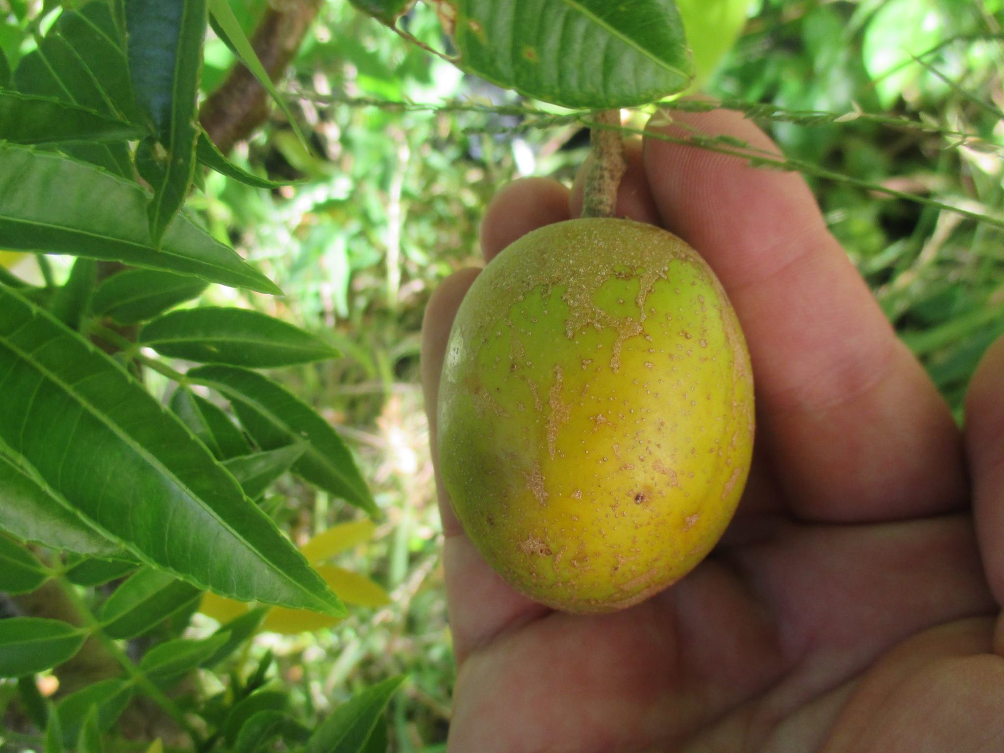 Spondias dulcis -  1 fresh seed / 1 frischer Samen
