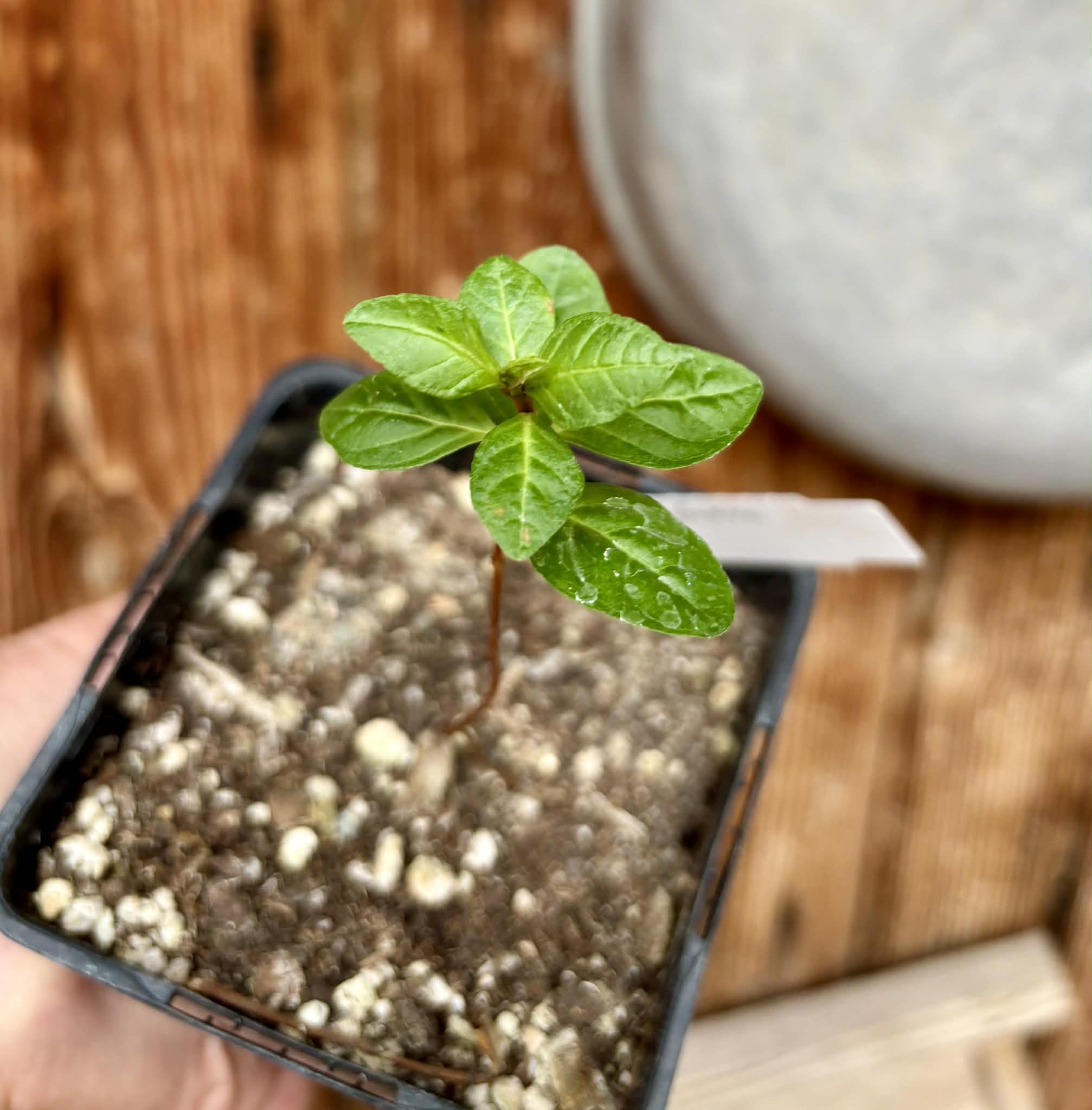 Giant Korean Guava (Psidium guajava) - 1 small potted seedling / 1 kleiner, getopfter Sämling