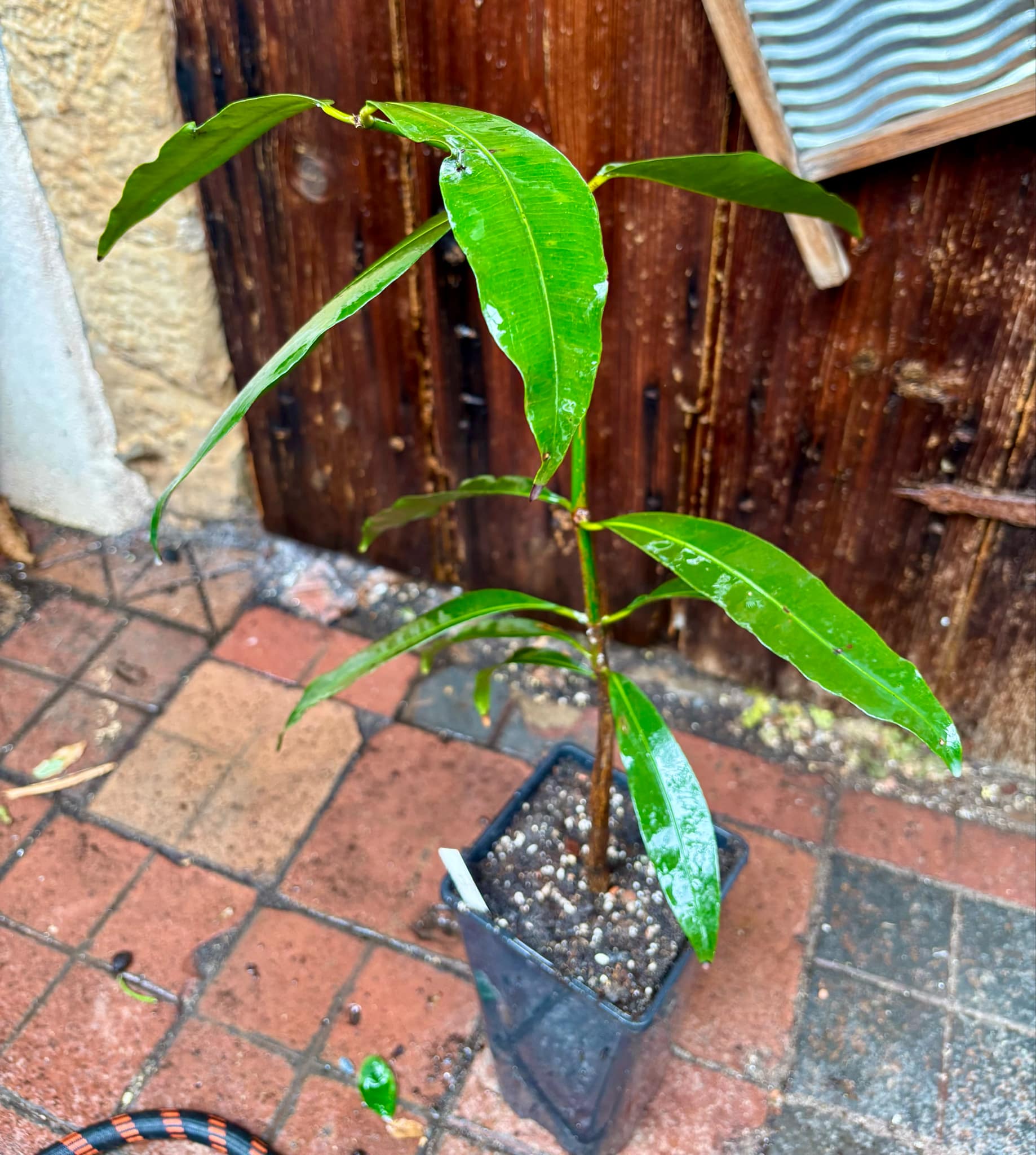 over four years old - Garcinia humilis  - Achachairu - 1 potted plant / 1 getopfte Pflanze