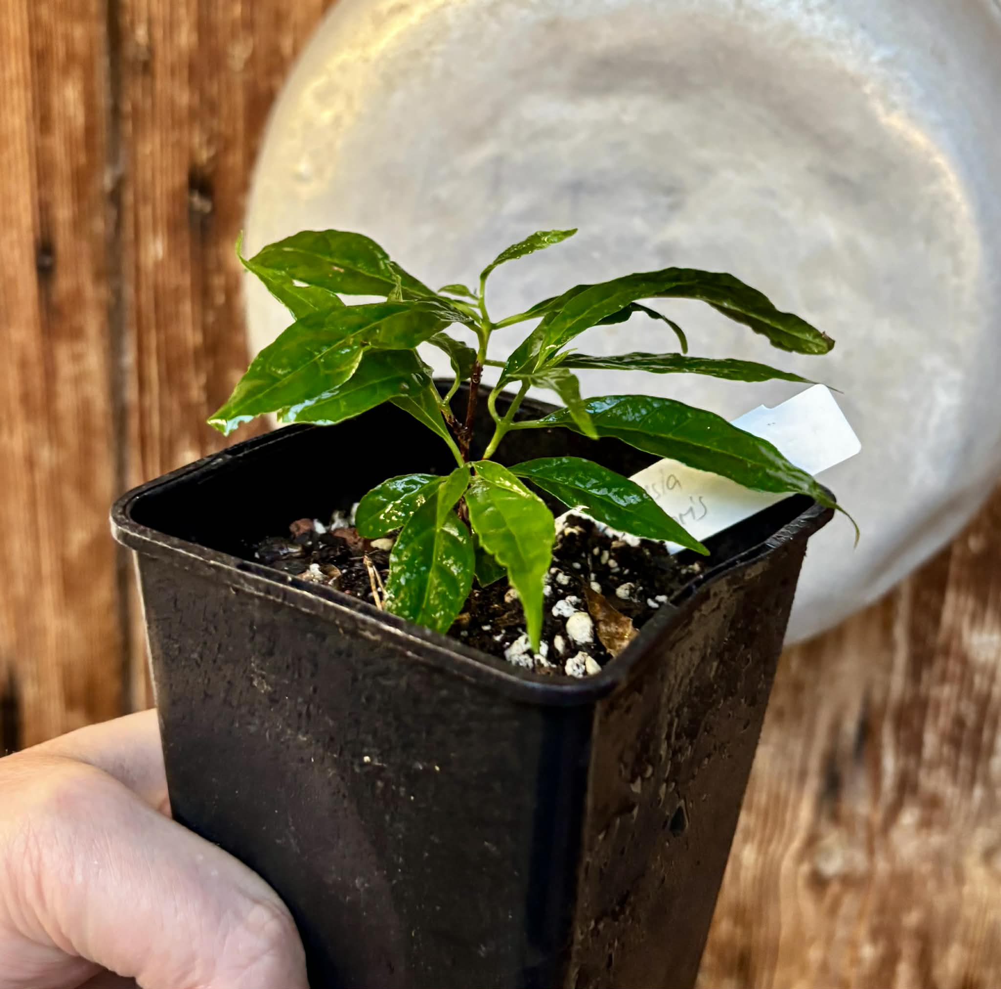 Campomanesia viatoris - 1 potted plant / 1 getopfte Pflanze