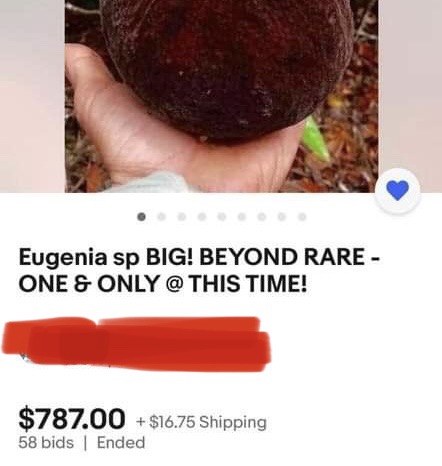 Eugenia sp BIG Eugenao Bolao -  1 germinated seed / 1 gekeimter Samen