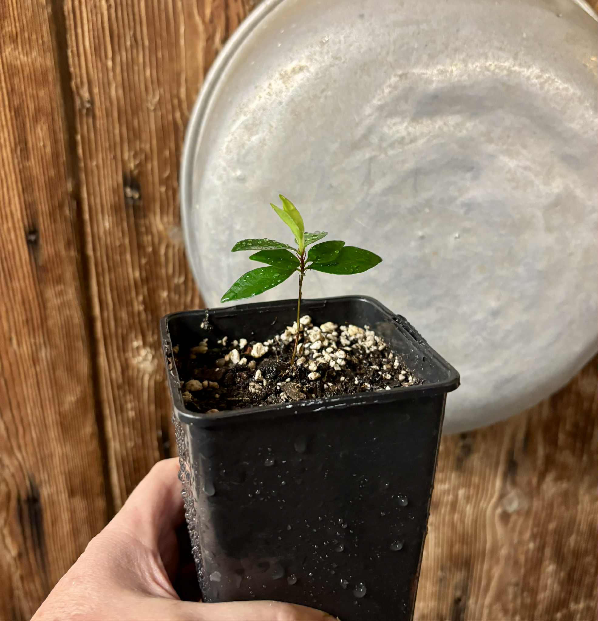 Eugenia mansoi - 1 potted seedling / 1 getopfter Sämling