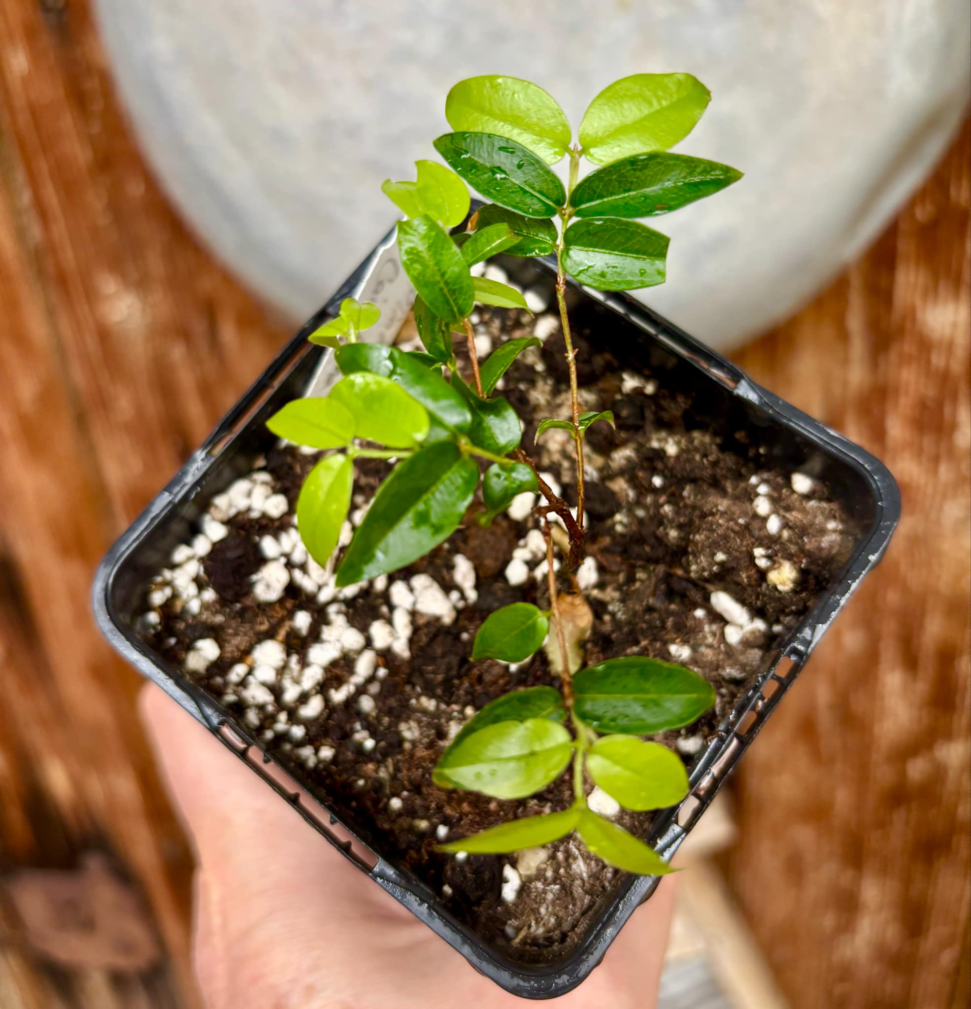 Jaboticaba - Plinia sp Canelinha Polpa rosea - 1 small potted seedling / 1 kleiner, getopfter Sämling
