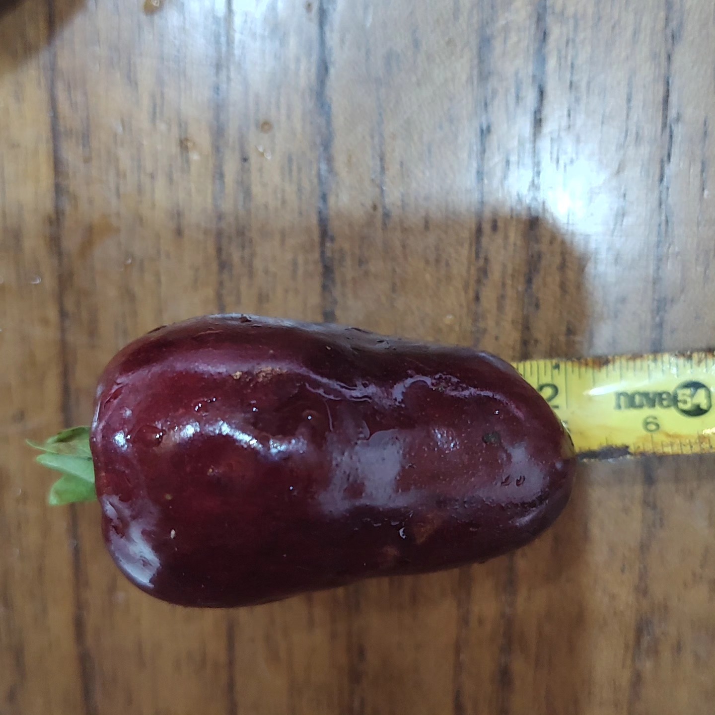 Cherry of Rio Grande var. Gigante (Eugenia involucrata) - 1 fresh seed / 1 frischer Samen