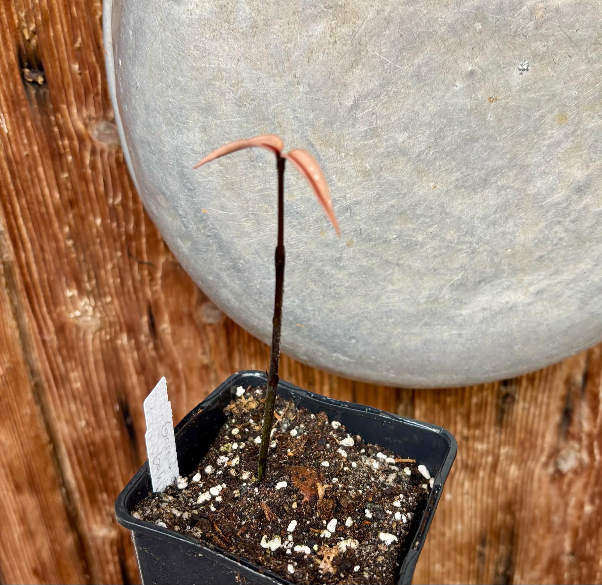Garcinia sp bahiensis - 1 small potted seedling / 1 kleiner, getopfter Sämling