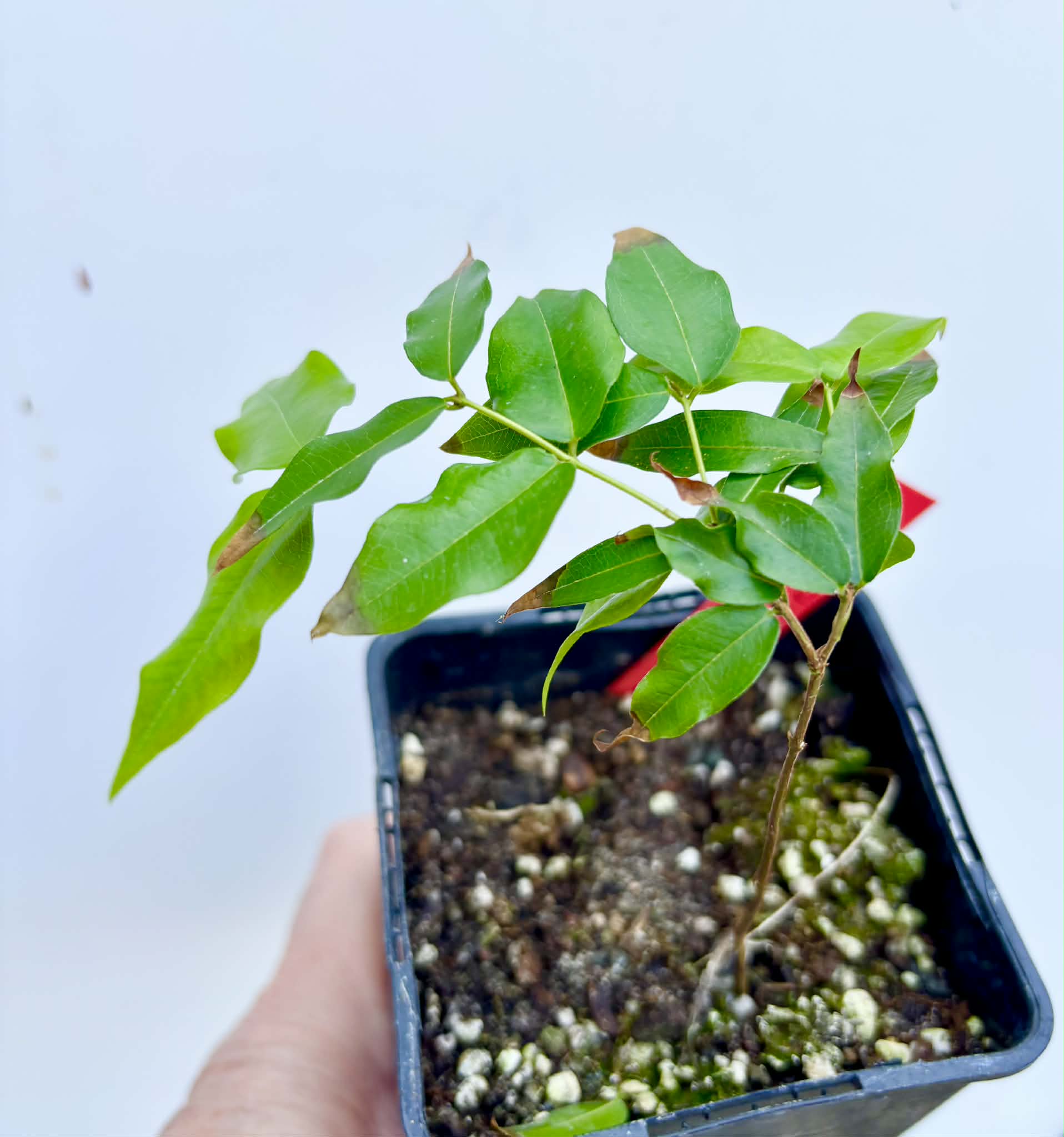 Plinia sp. do Frade - 1 potted seedling / 1 getopfter Sämling