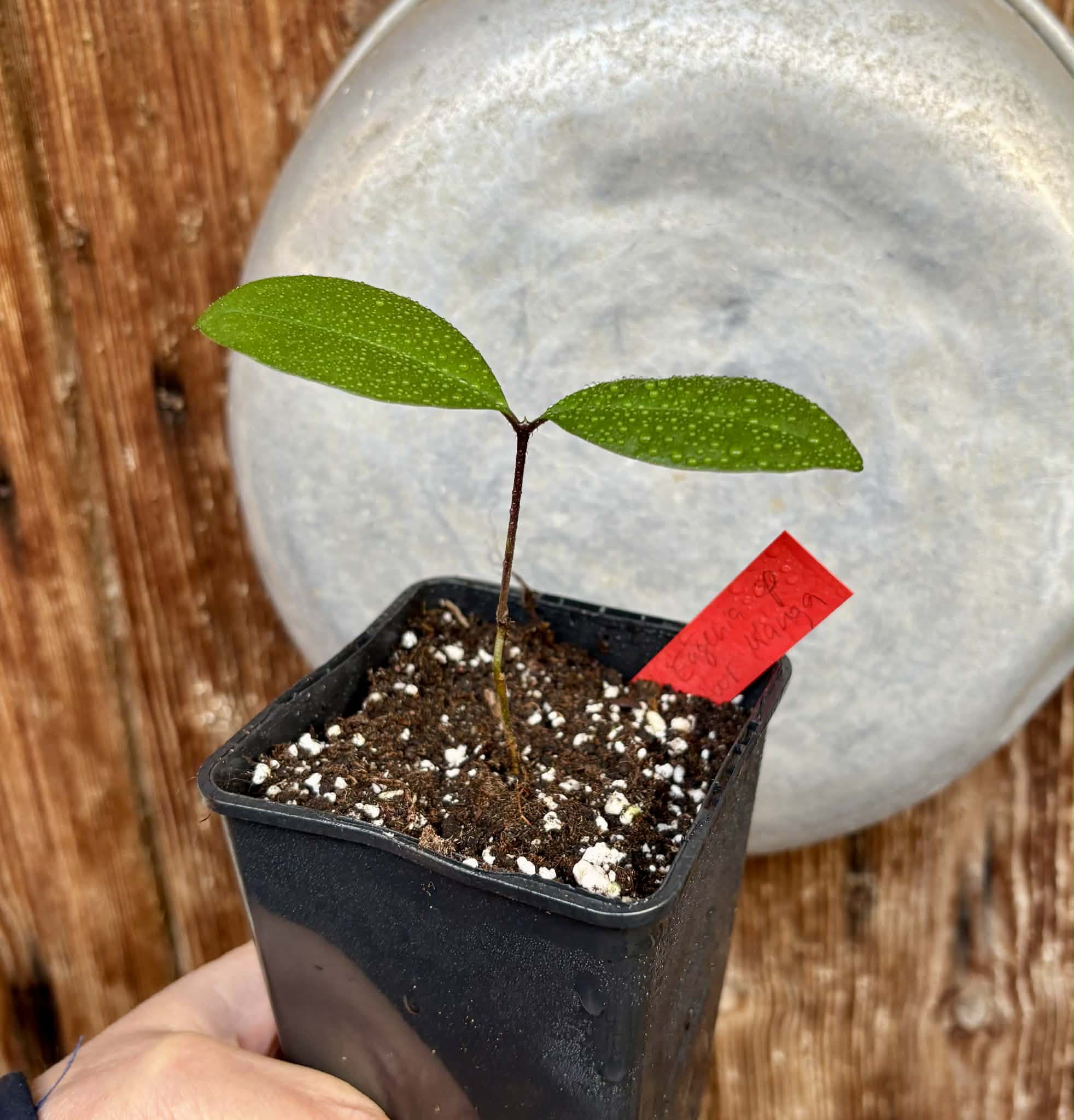 Eugenia sp Sabor Manga - 1 potted seedling / 1 getopfter Sämling