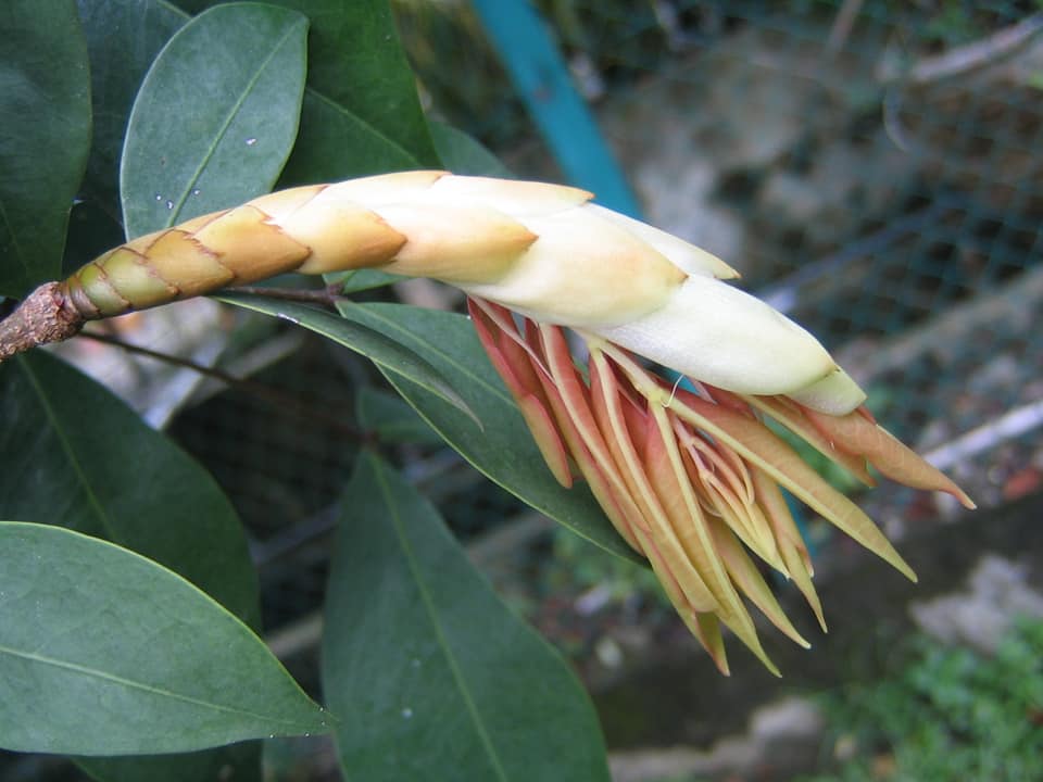 Cynometra malaccensis -  1 fresh seed / 1 frischer Samen