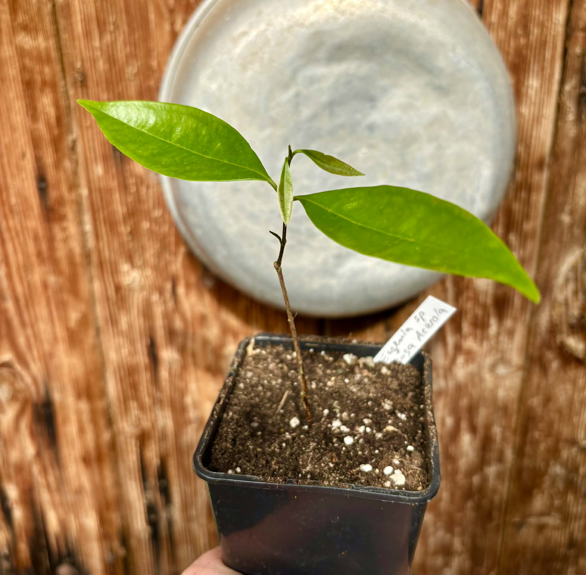 Eugenia sp Pitanga-Acerola - 1 potted plant / 1 getopfte Pflanze