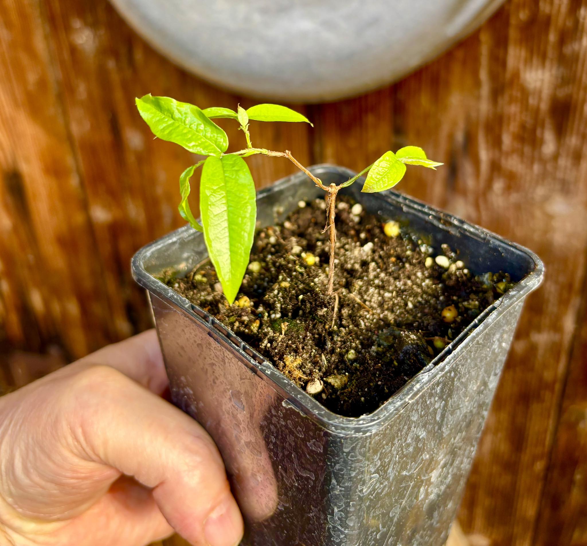 Plinia aureana var. Branca Gigante Otto Anderson - 1 potted plant / 1 getopfte Pflanze