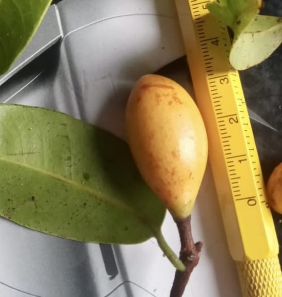 Pouteria alvesii - 1 small potted seedling / 1 kleiner, getopfter Sämling