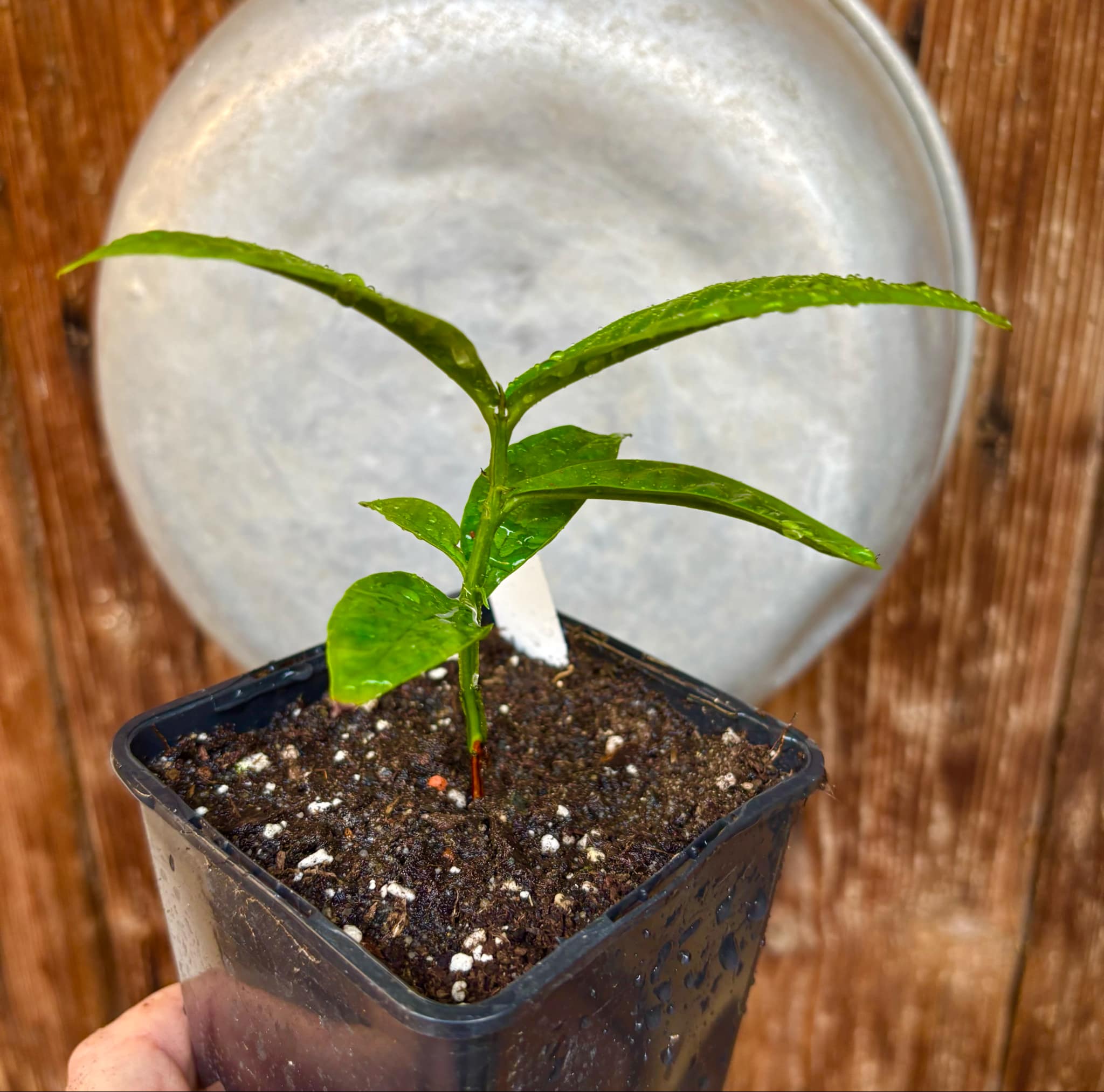 Gowok (Syzygium polycephalum) - 1 small potted seedling / 1 kleiner, getopfter Sämling